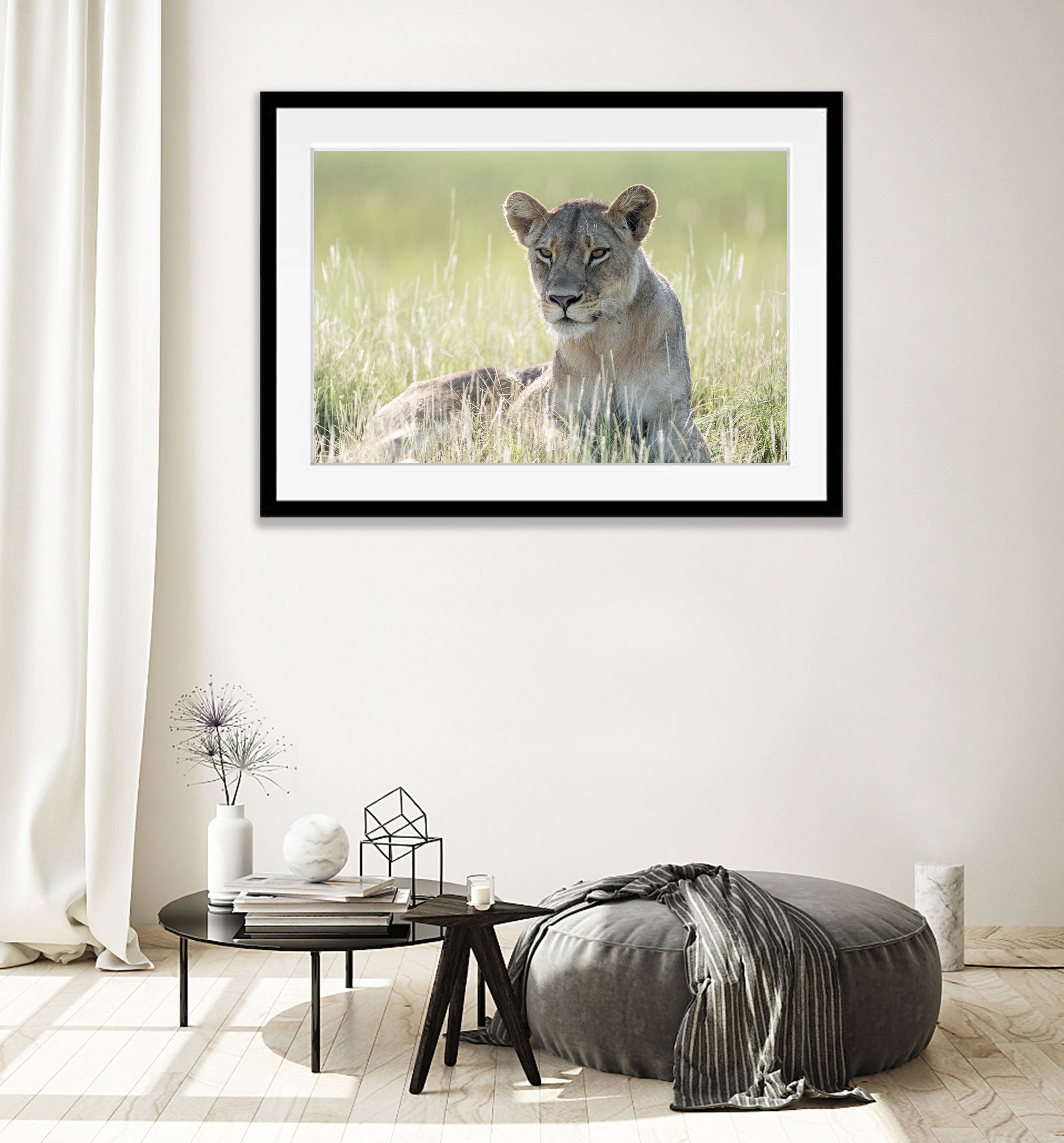 Lioness relaxing, Okavango Delta, Botswana