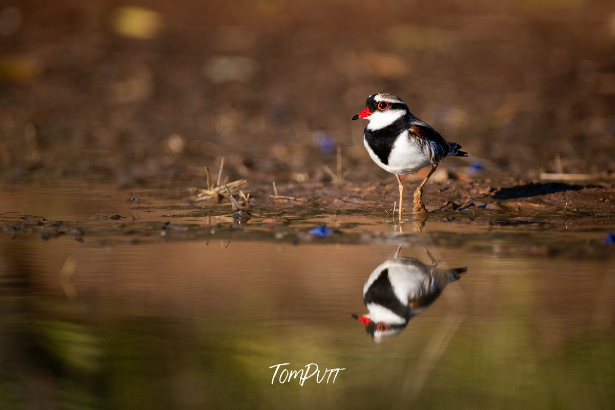 Black-fronted Dotterel in last afternoon light, Victoria