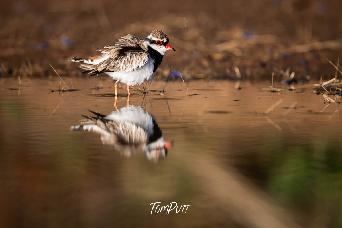 Black-fronted Dotterel ruffled up, Victoria
