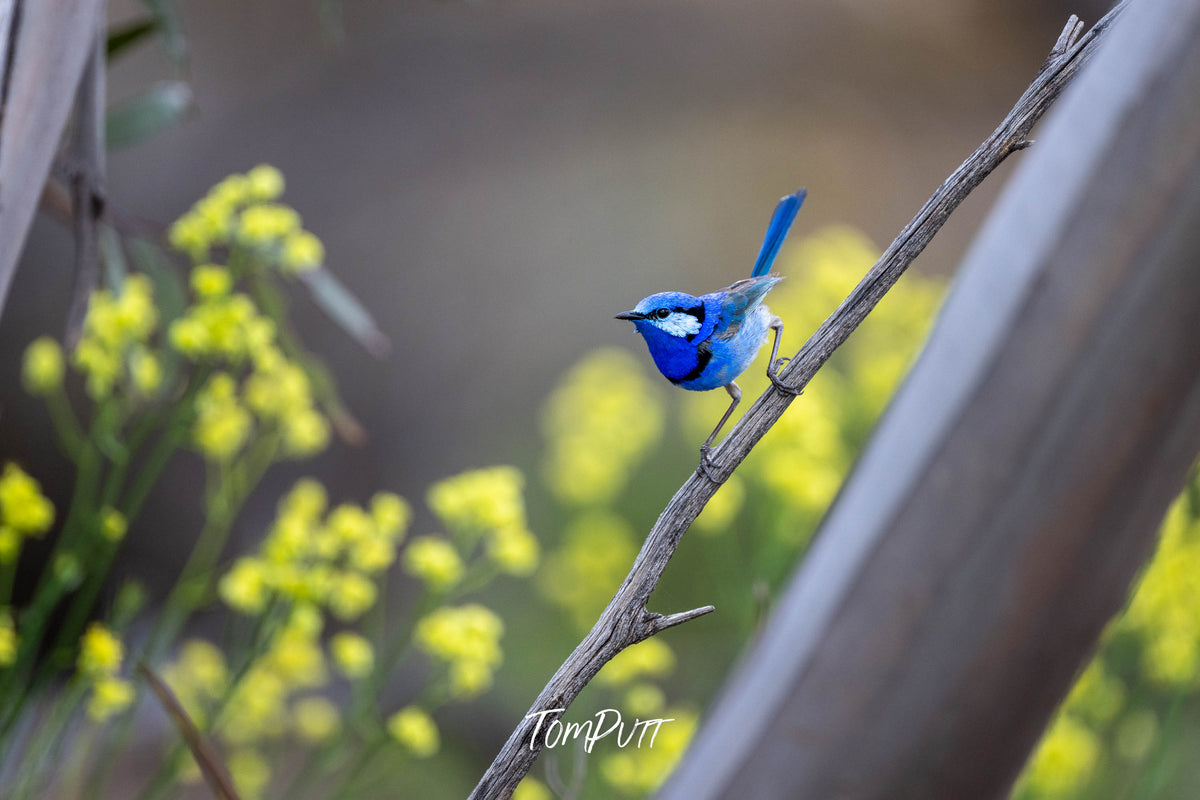 Splendid Fairy Wren (male), Victoria
