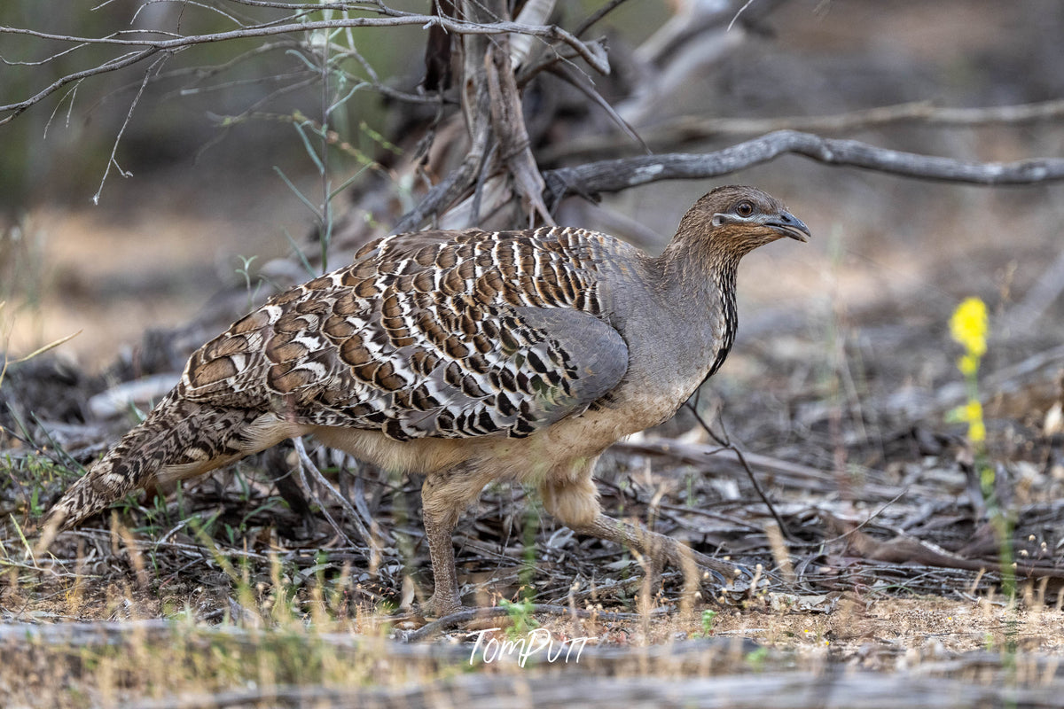 Malleefowl, Patchewollock, Victoria