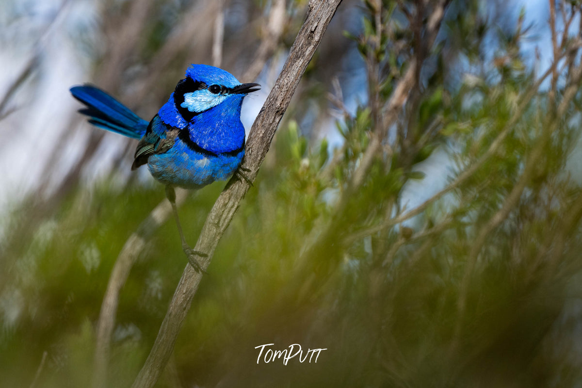 Splendid Fairy Wren (male) posing amongst bushes, Hattah, Victoria
