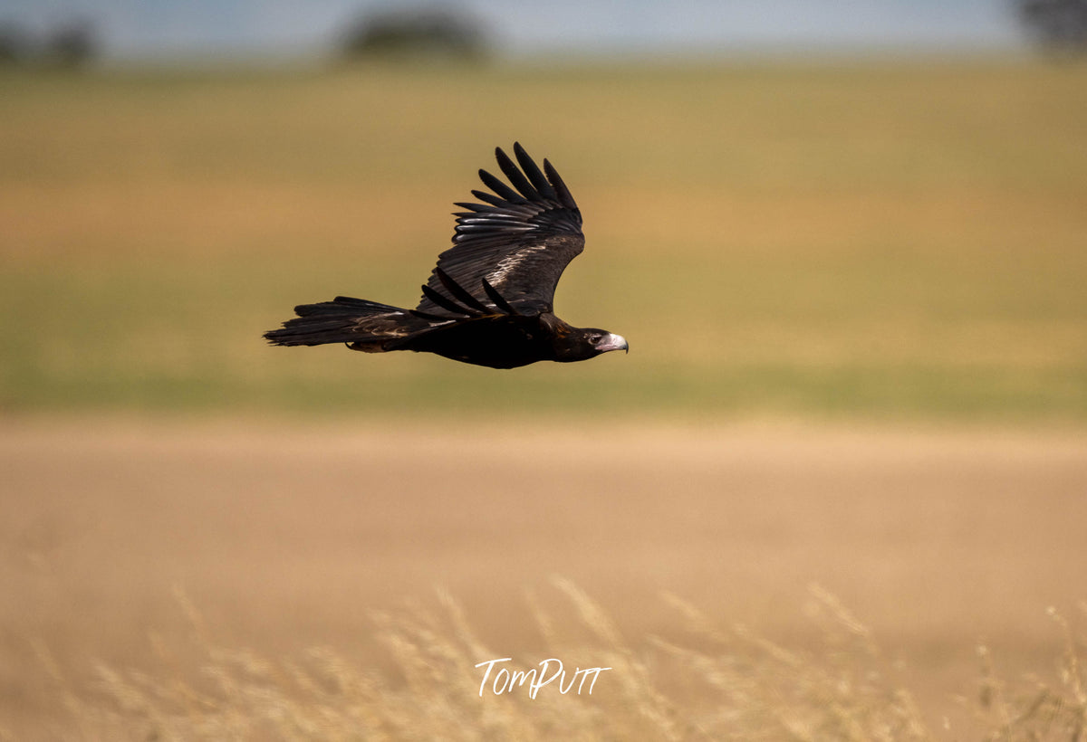 Wedge-tailed Eagle in flight Patchewollock, Victoria