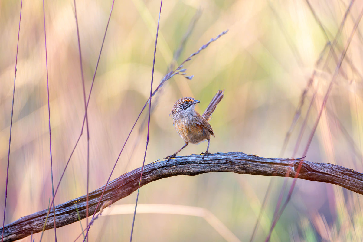 Striated Grasswren striking a pose, Hattah, Victoria