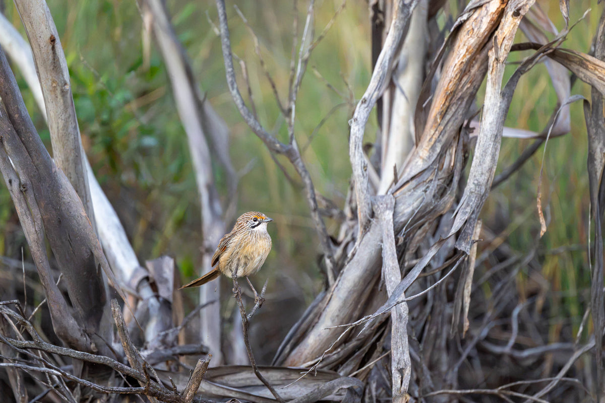 Striated Grasswren amongst trees, Hattah, Victoria