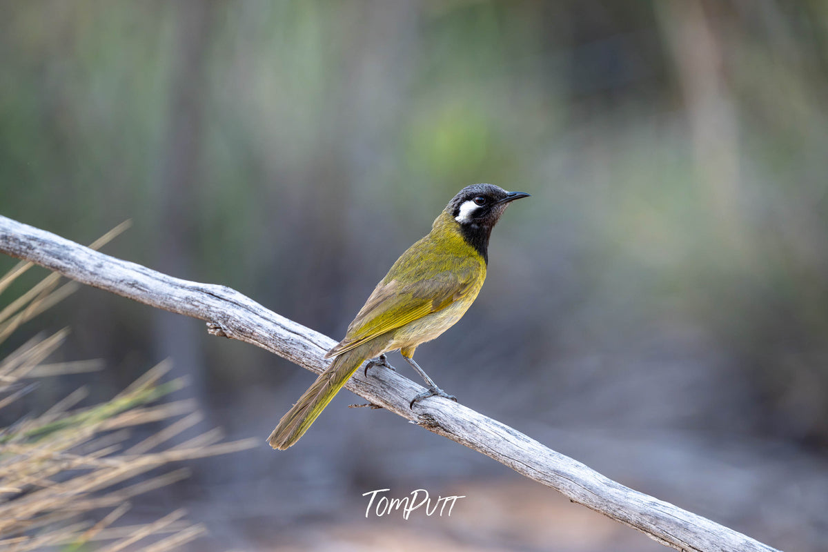 White-eared Honeyeater, Hattah, Victoria