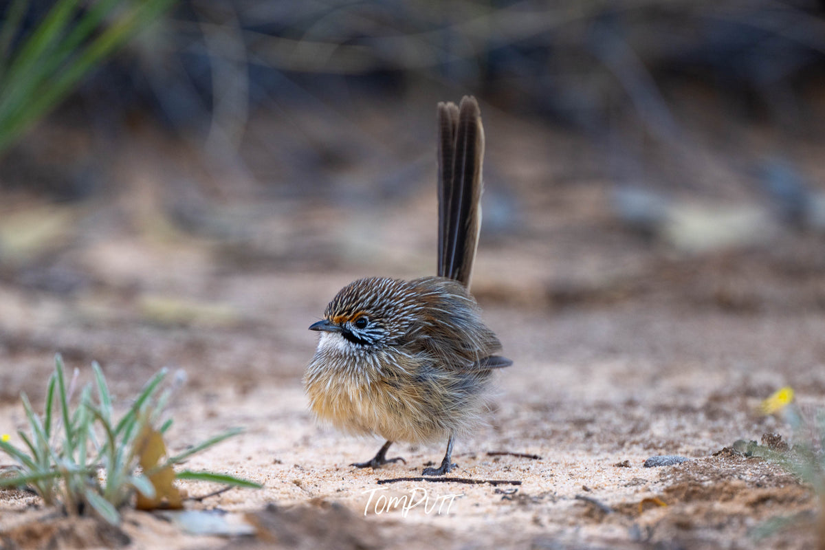 Striated Grasswren all puffed up Hattah, Victoria