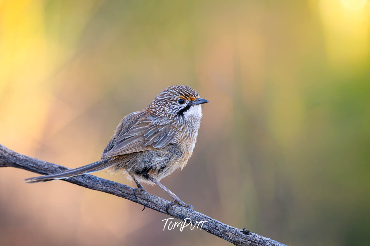 Striated Grasswren on the perch, Hattah, Victoria