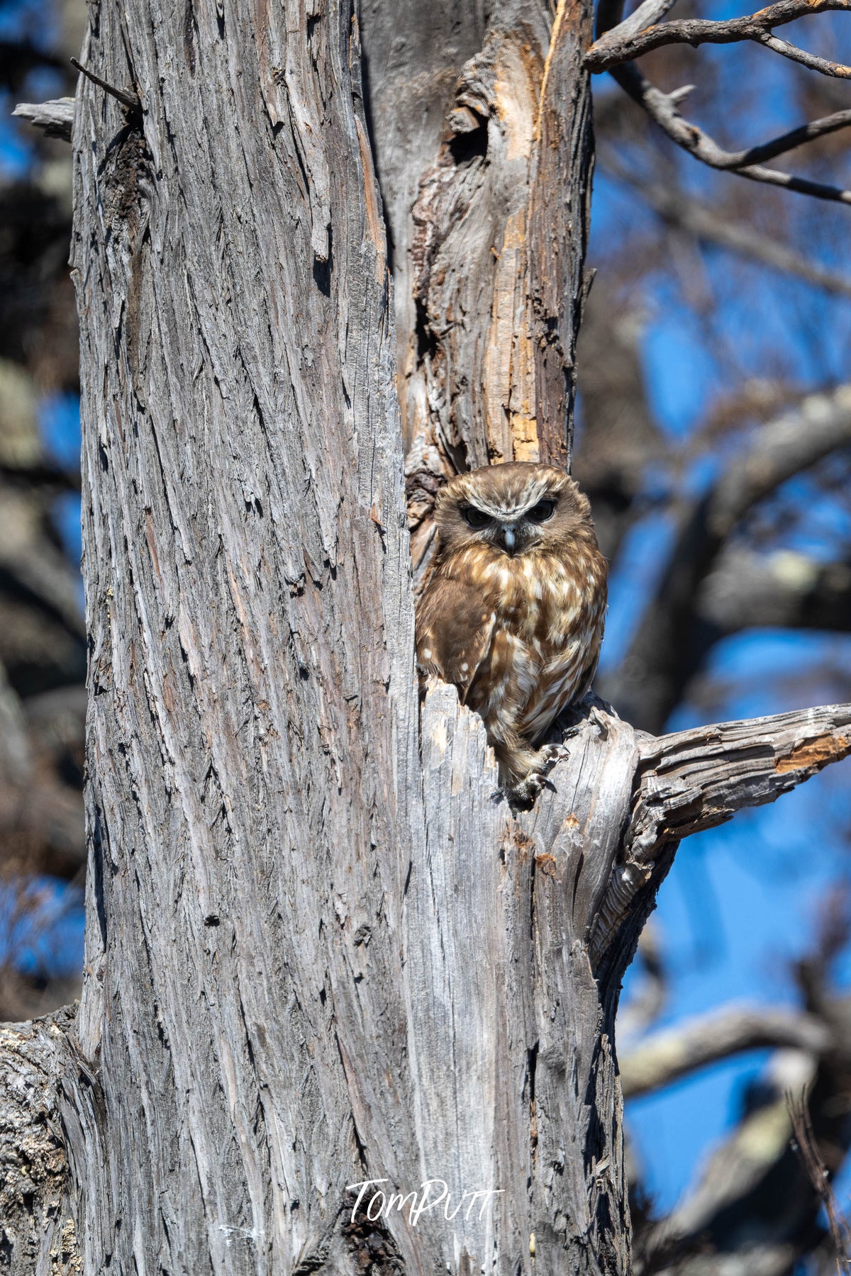 Southern Boobook at nest hollow, Wyperfeld National Park, Victoria