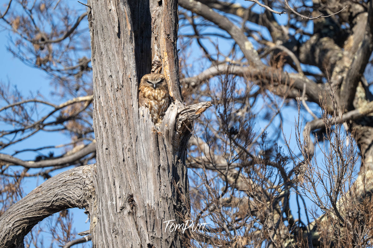Southern Boobook at nesting hollow (h), Wyperfeld National Park, Victoria