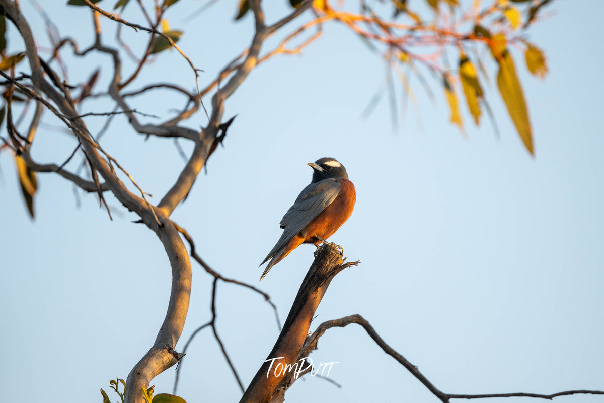 White-browed Woodswallow in early morning light (male), Hattah, Victoria
