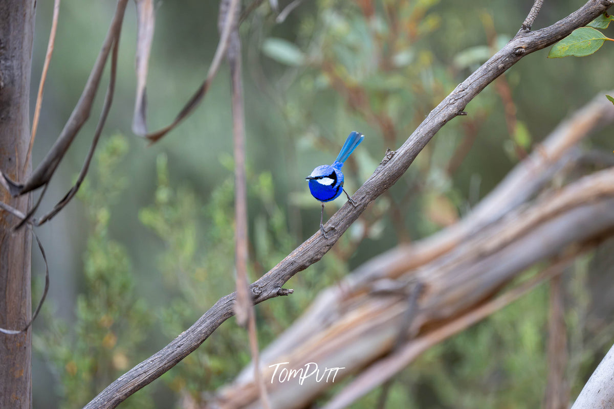 Splendid Fairywren (male) in mallee, Hattah, Victoria