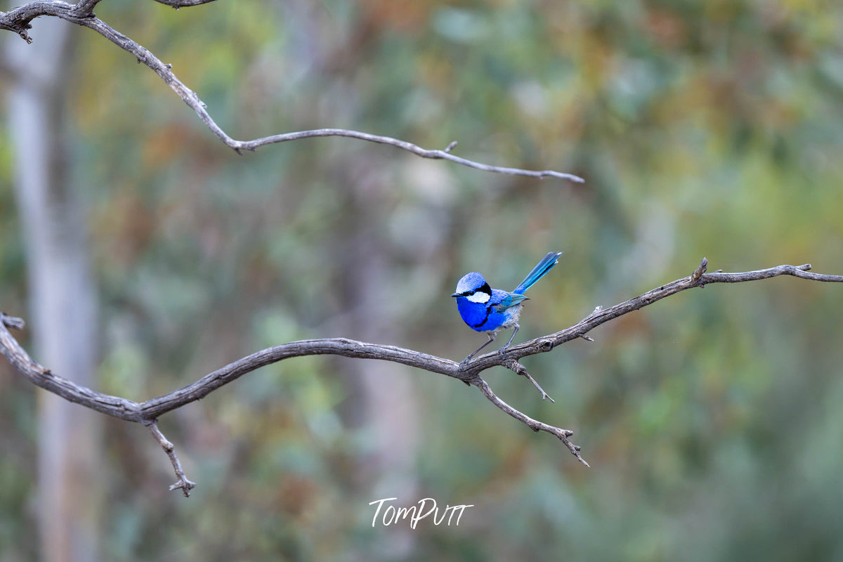 Splendid Fairywren (male) strikes a pose, Hattah, Victoria