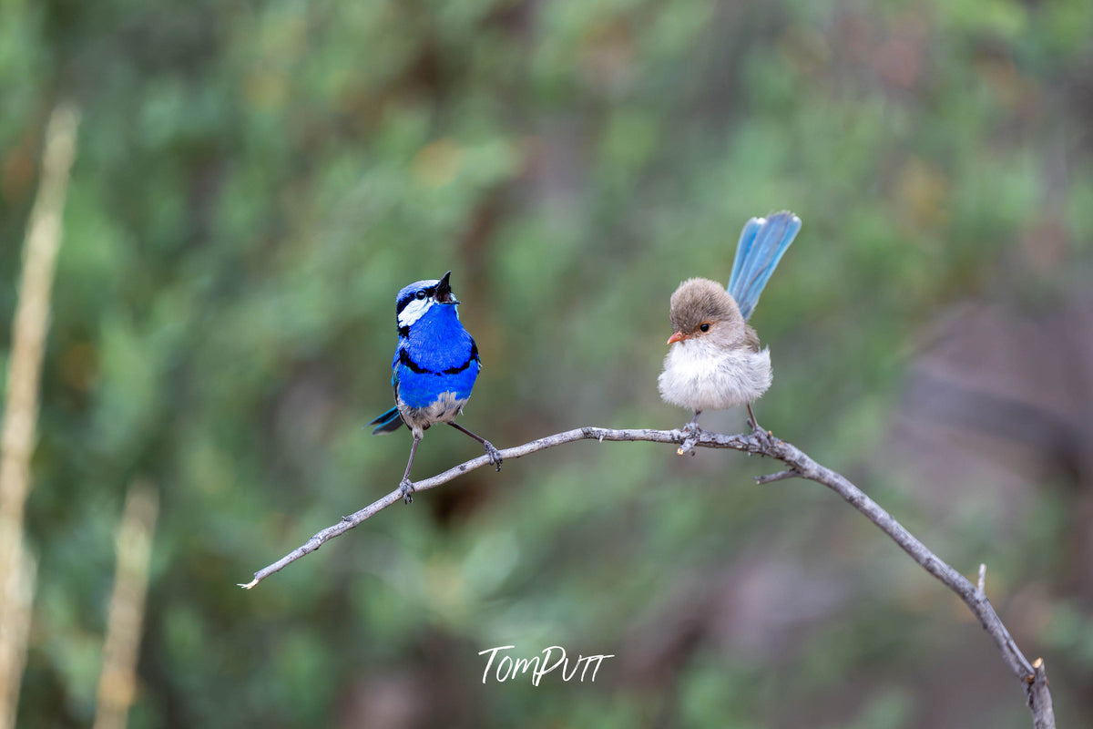 Splendid Fairy Wren pair shouts loud, Hattah, Victoria