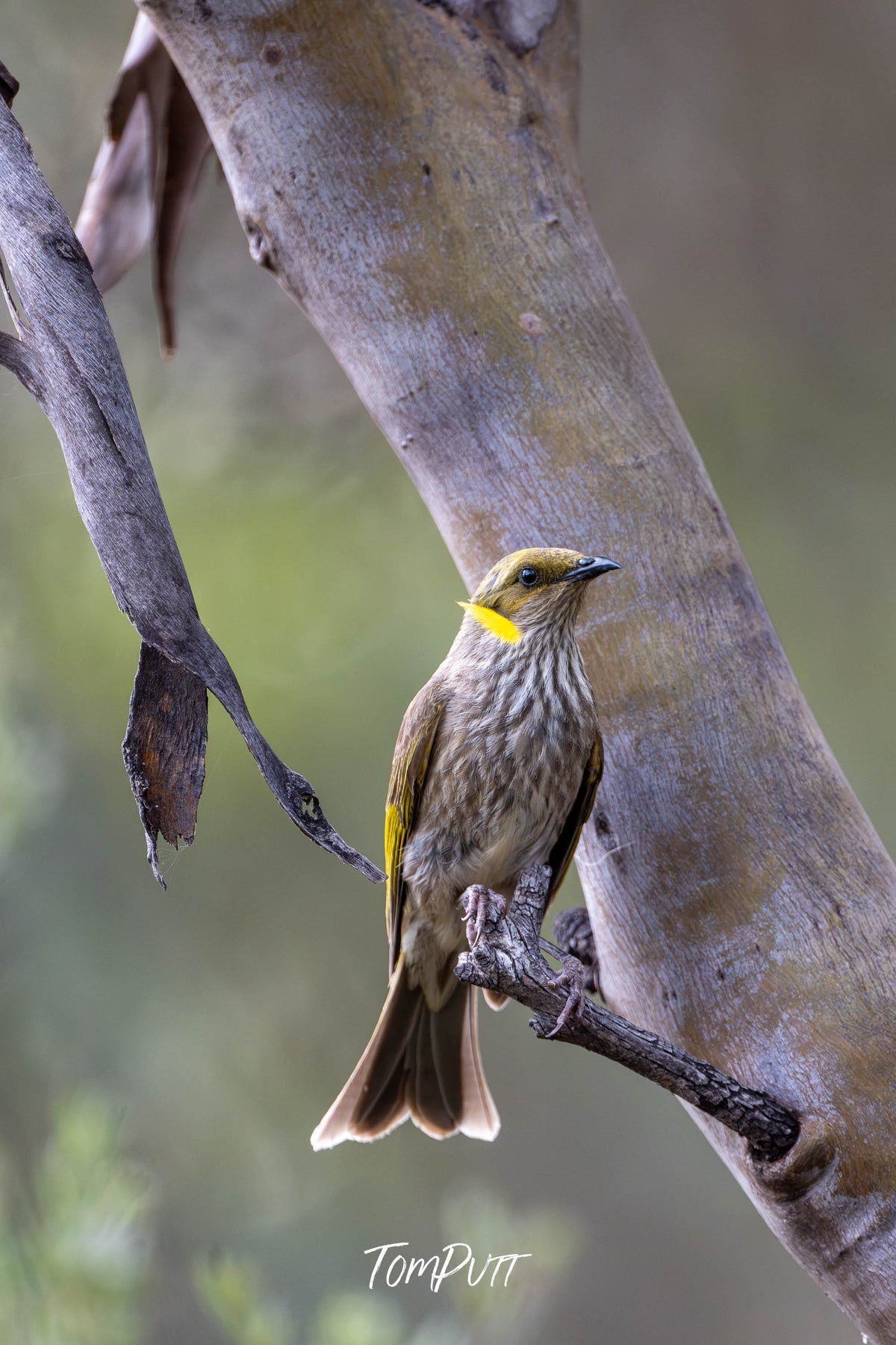 Yellow-plumed Honeyeater, Hattah, Victoria