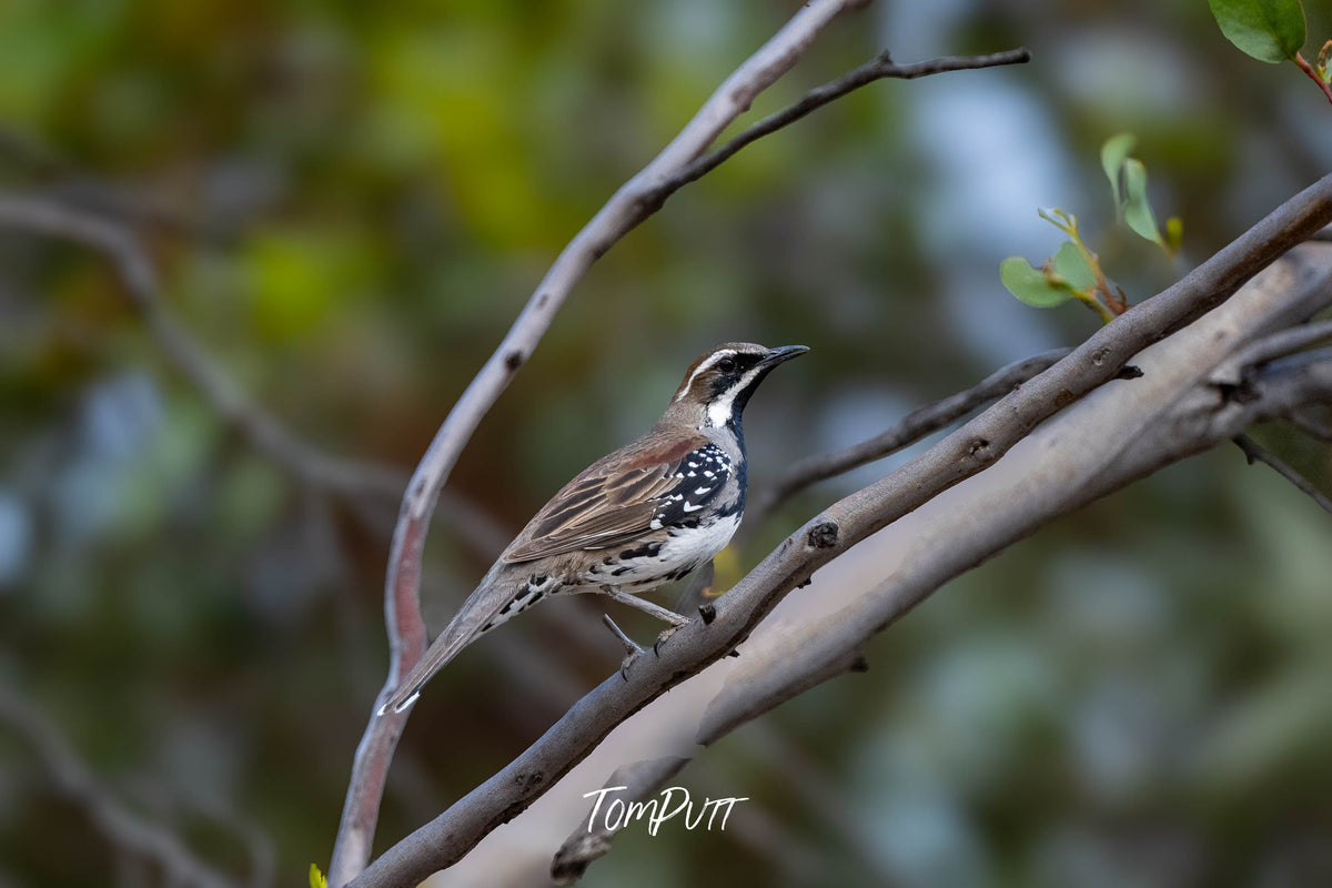 Chestnut Quail Thrush, Hattah, Victoria