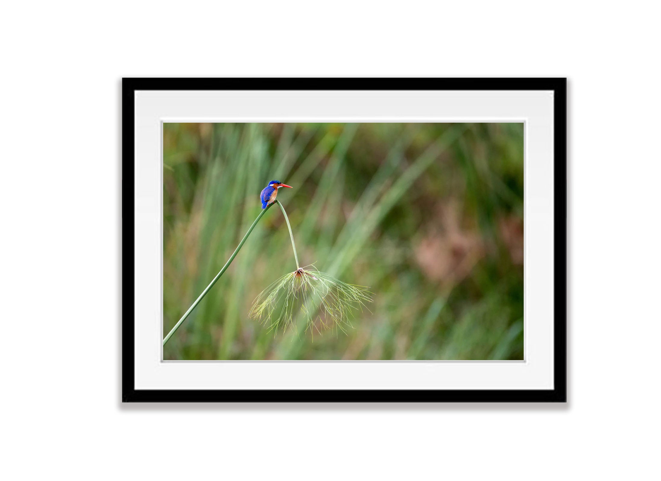 Malachite Kingfisher, Okavango Delta, Botswana