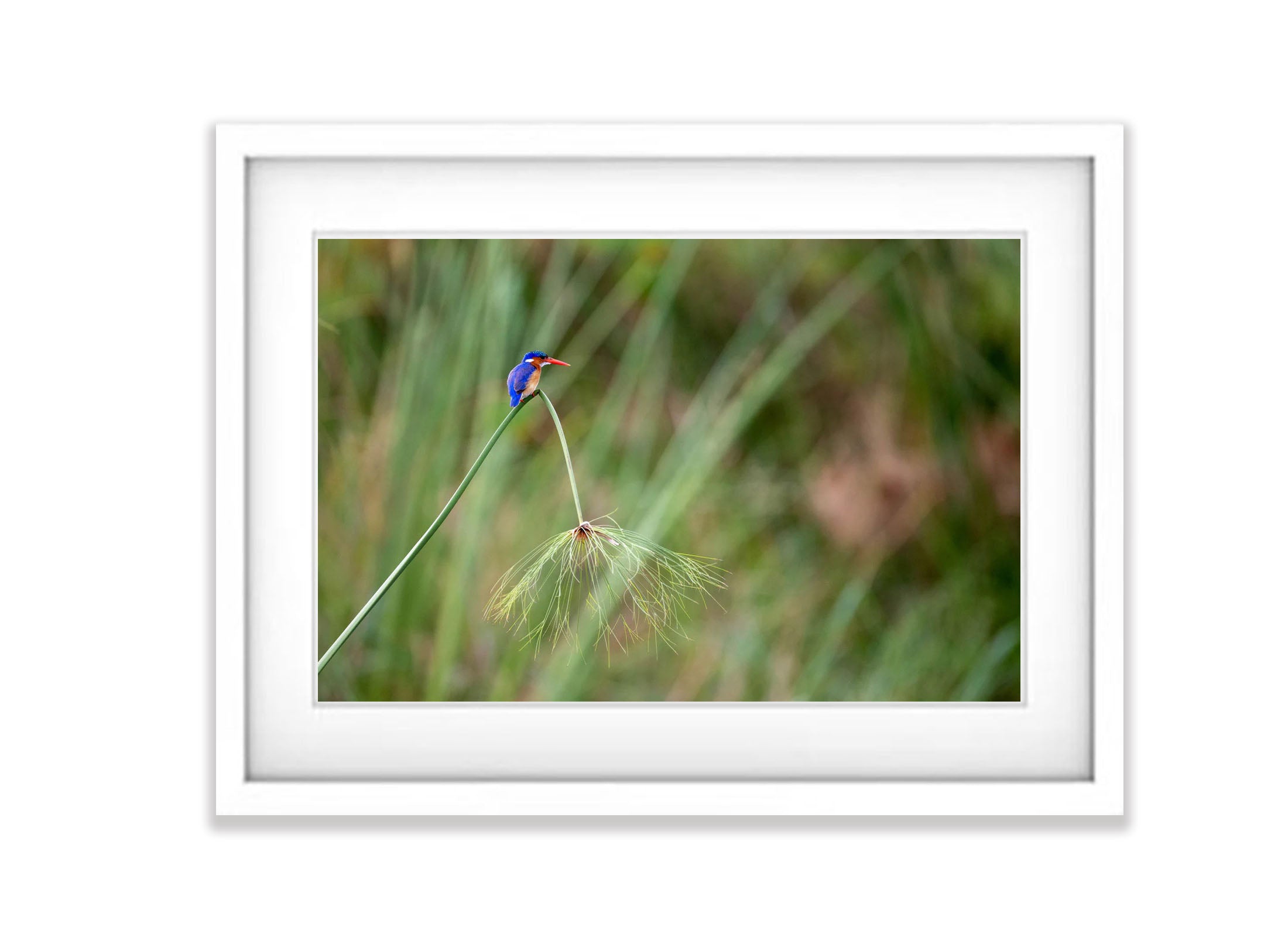 Malachite Kingfisher, Okavango Delta, Botswana