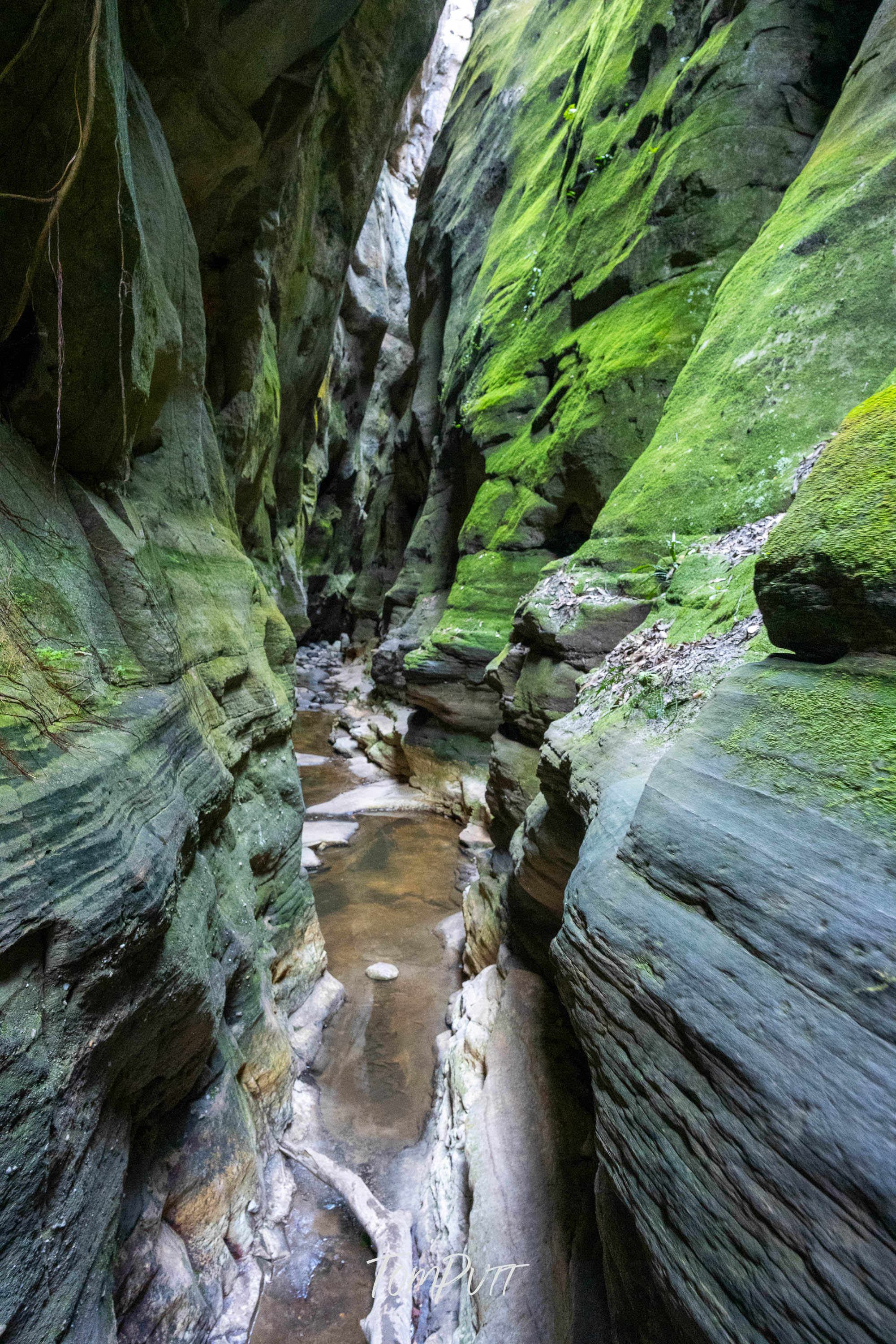 Mickey’s Creek Canyon, Carnarvon Gorge