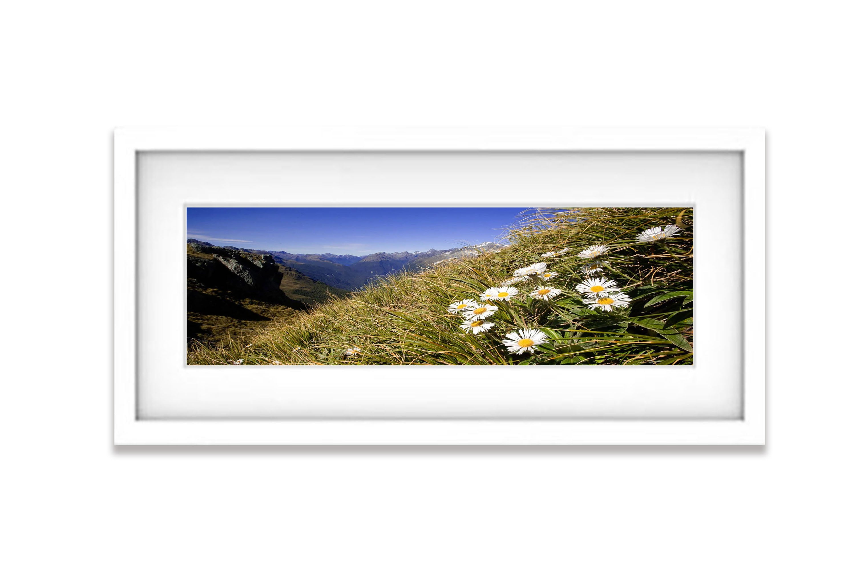 Mountain Daisy, Routeburn Track - New Zealand