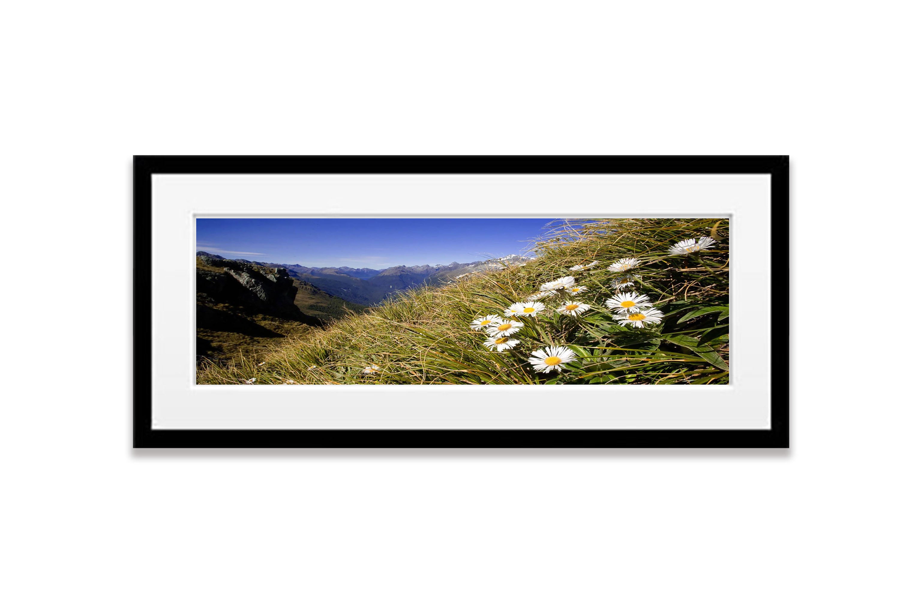 Mountain Daisy, Routeburn Track - New Zealand