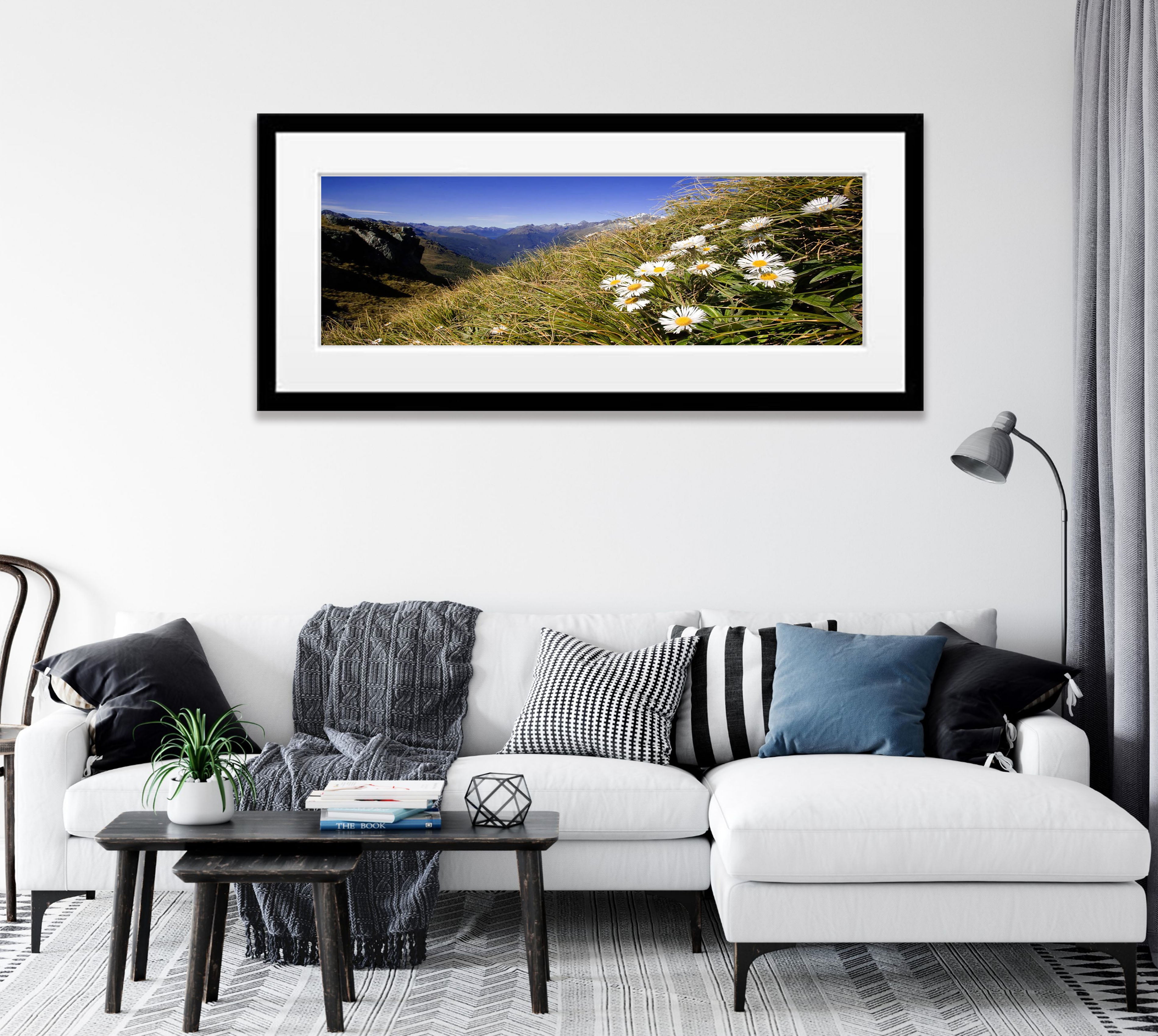 Mountain Daisy, Routeburn Track - New Zealand