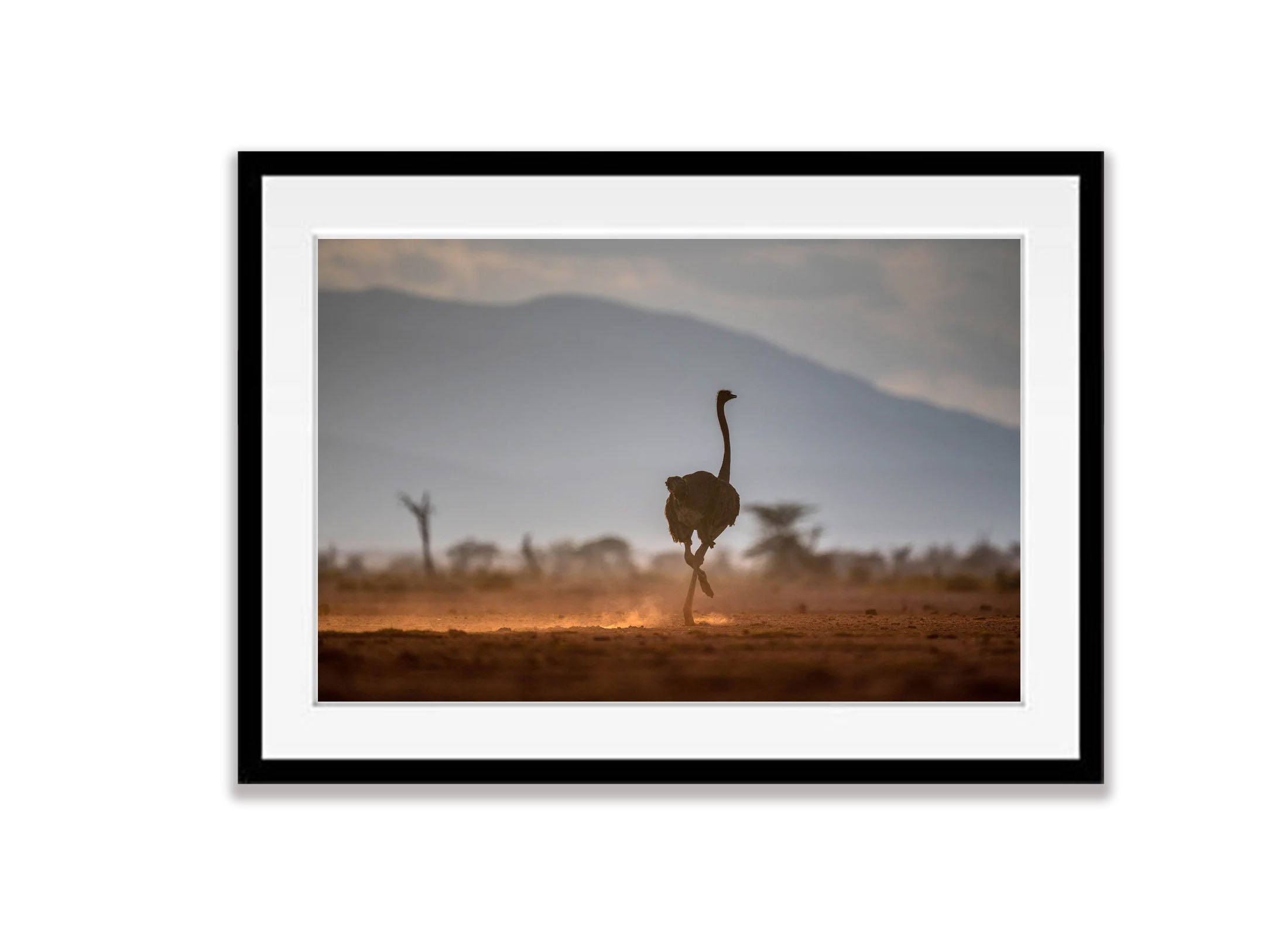 Ostrich in the late afternoon light, Tanzania