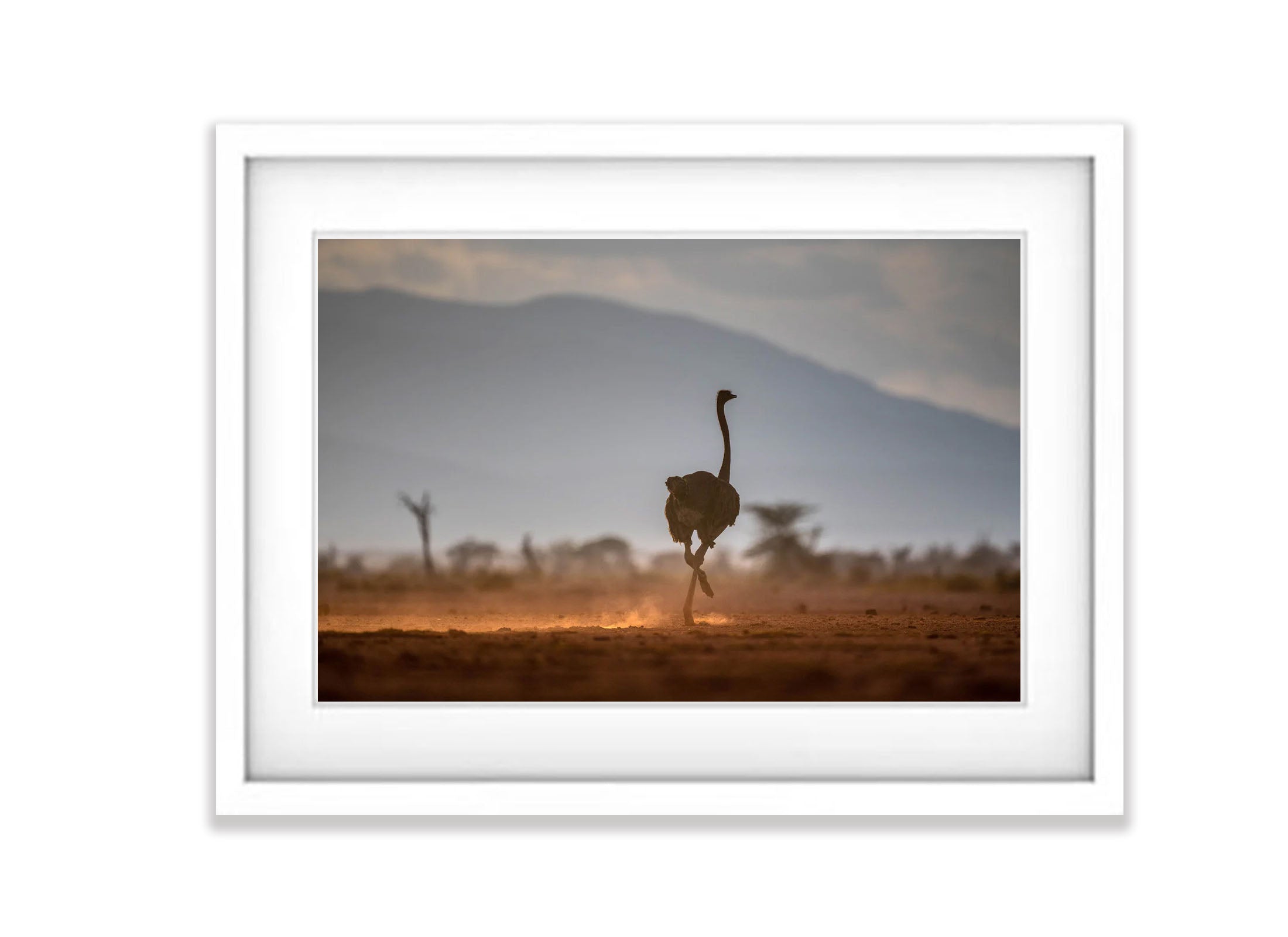 Ostrich in the late afternoon light, Tanzania