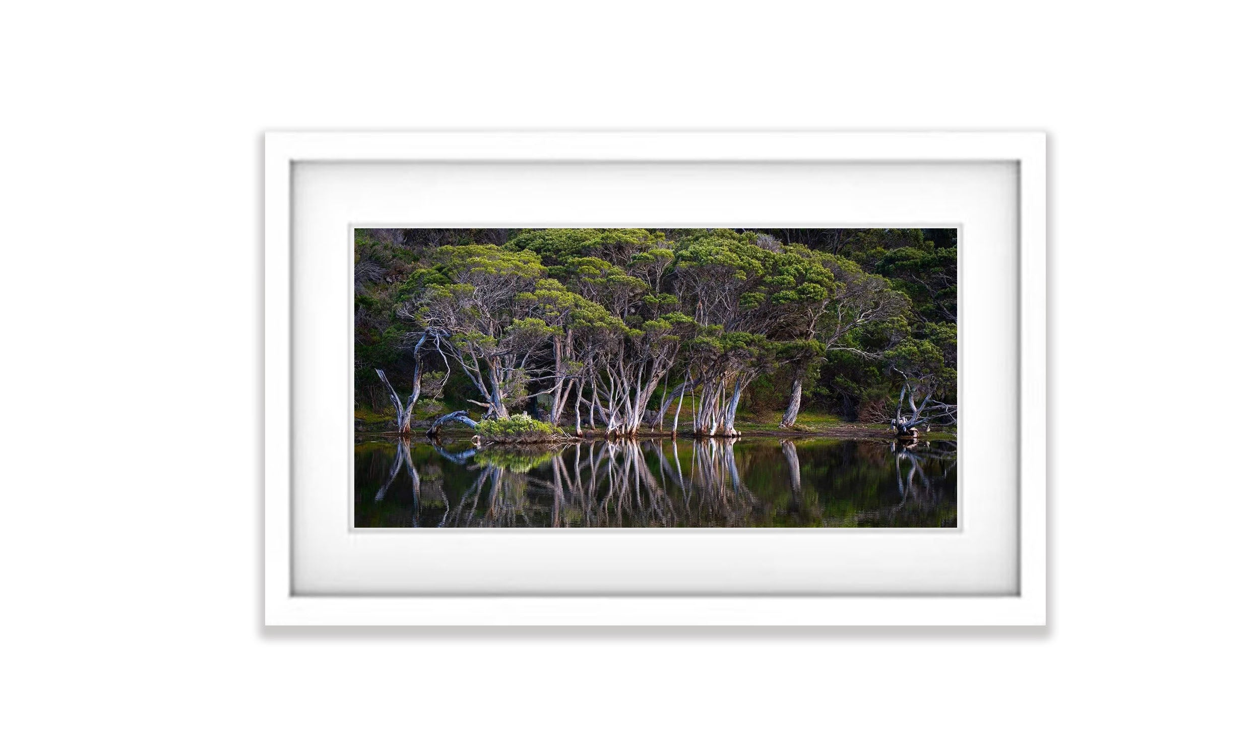 Paperbark Reflections, Kangaroo Island, South Australia