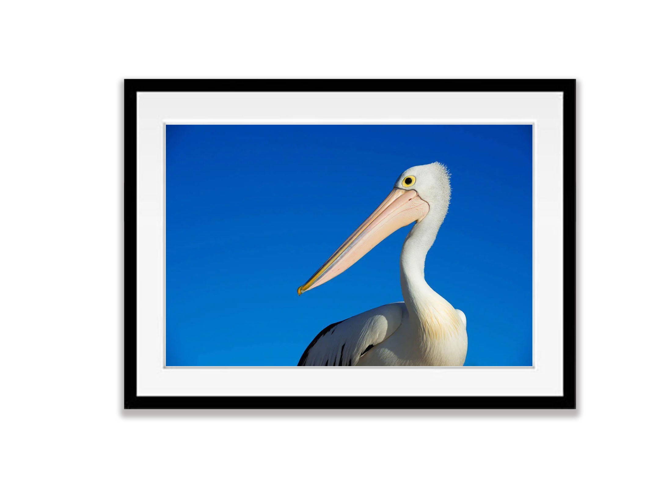 Pelican portrait