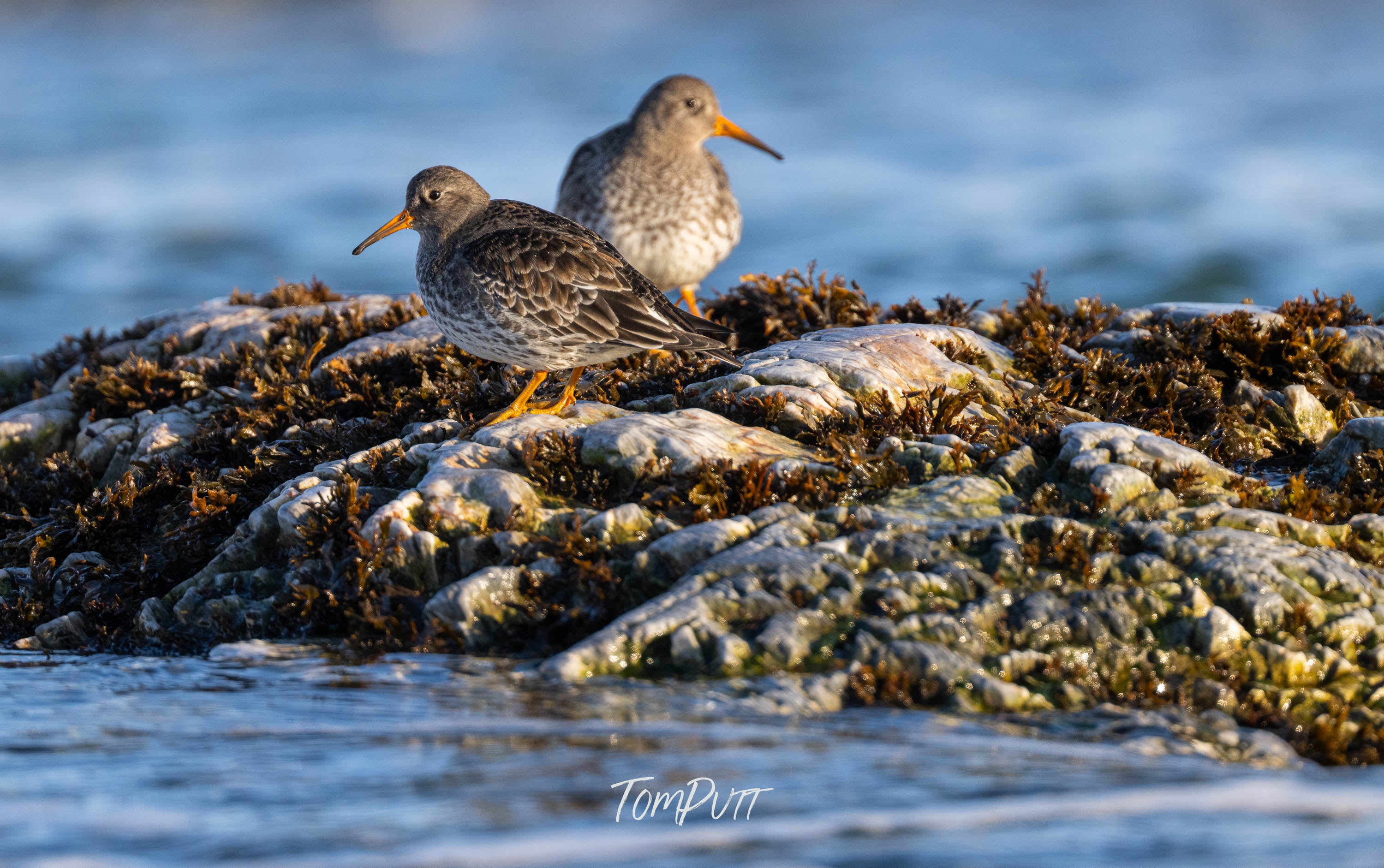 Purple Sandpiper Pair, Svalbard