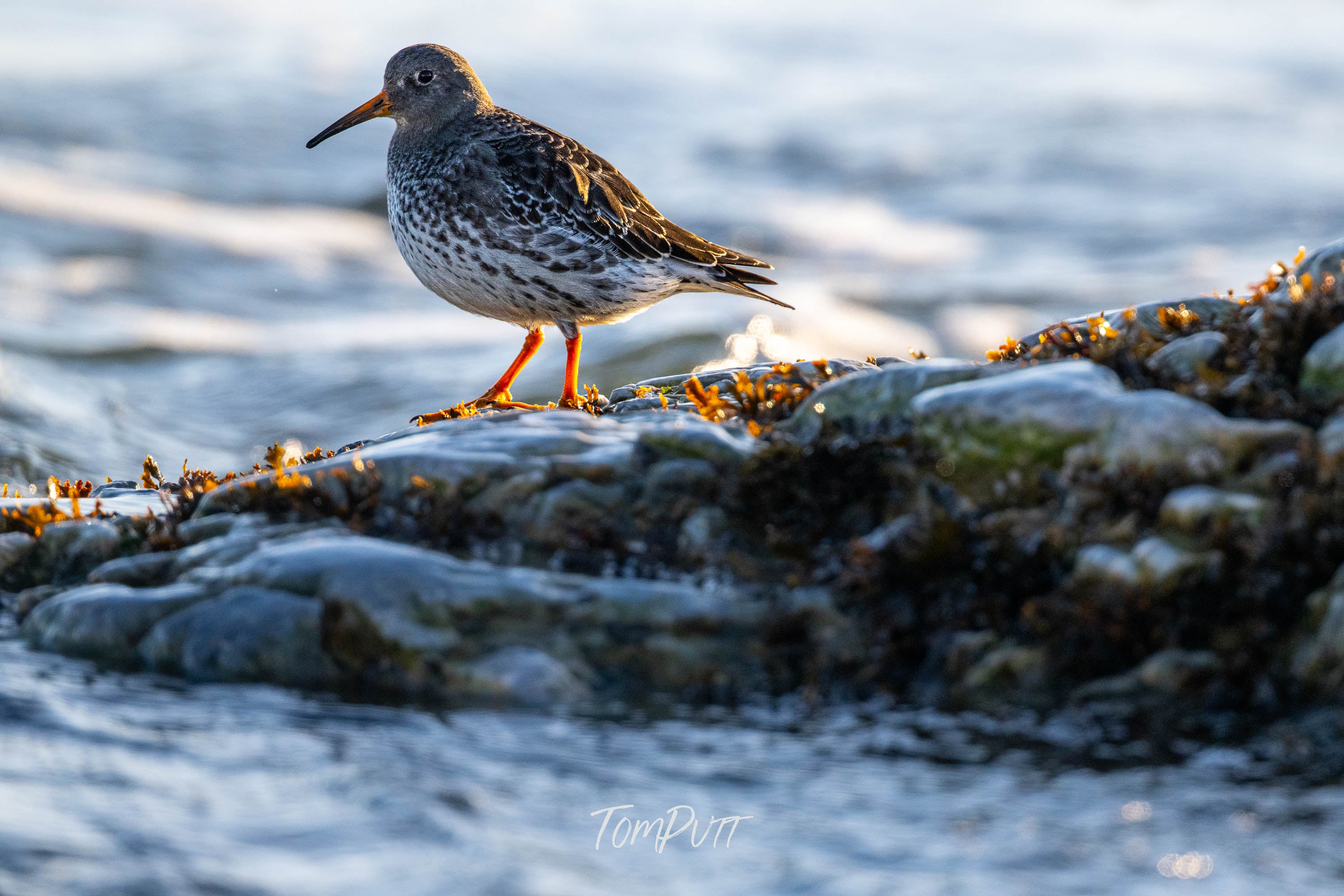 Purple Sandpiper Lookout, Svalbard