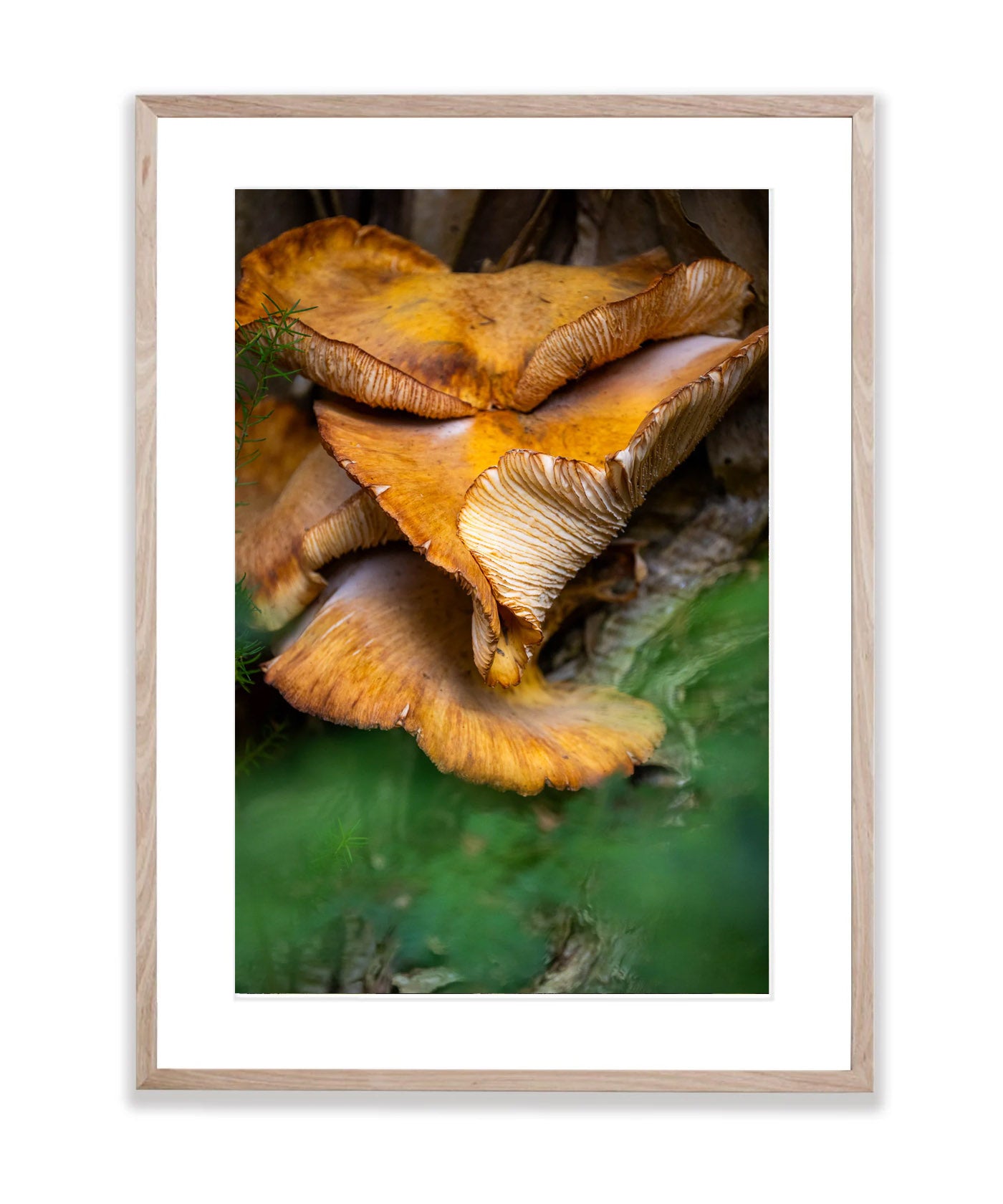 Fungi, Flinders Island, Tasmania