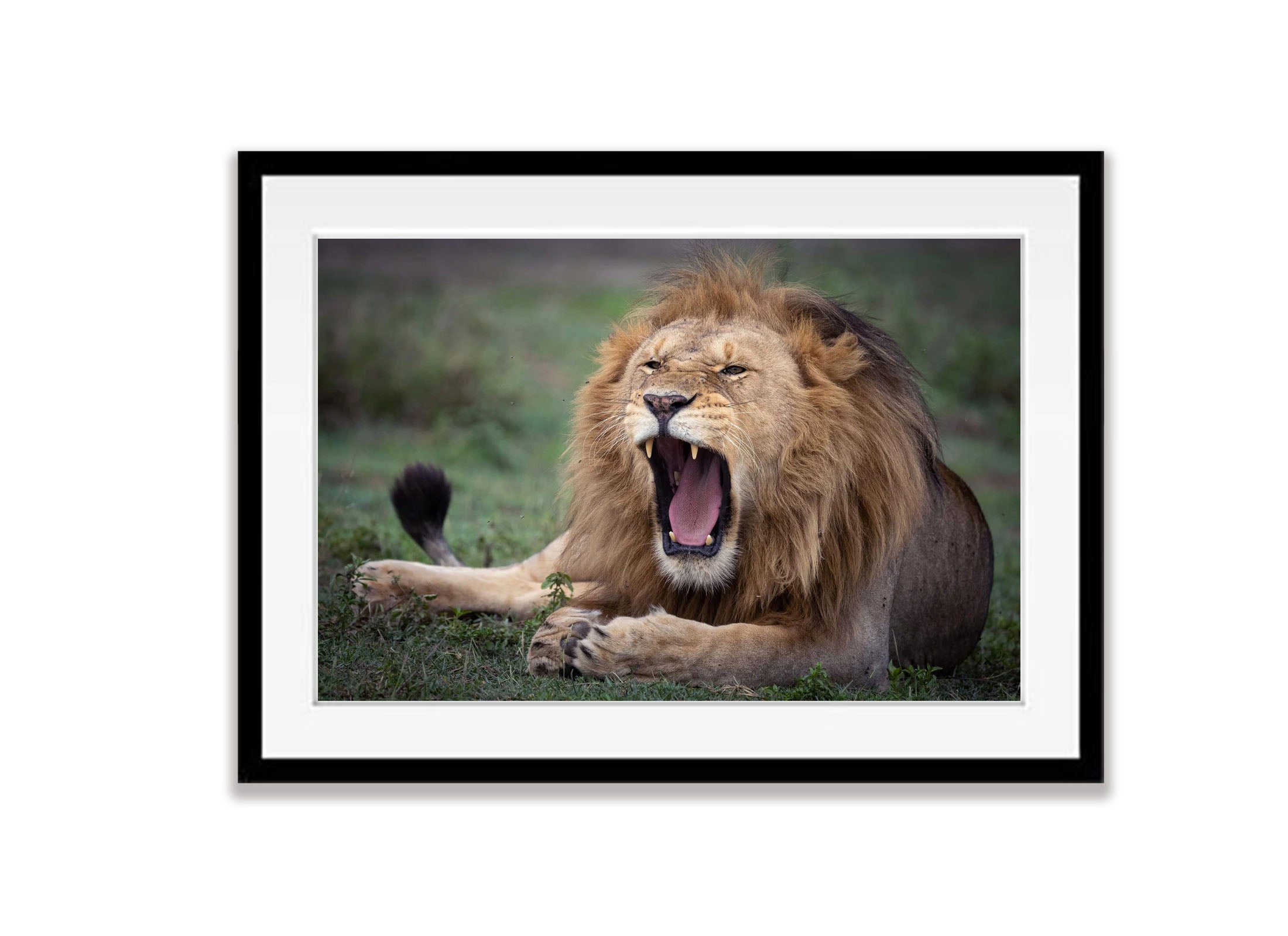 Ragging Lion, Tanzania