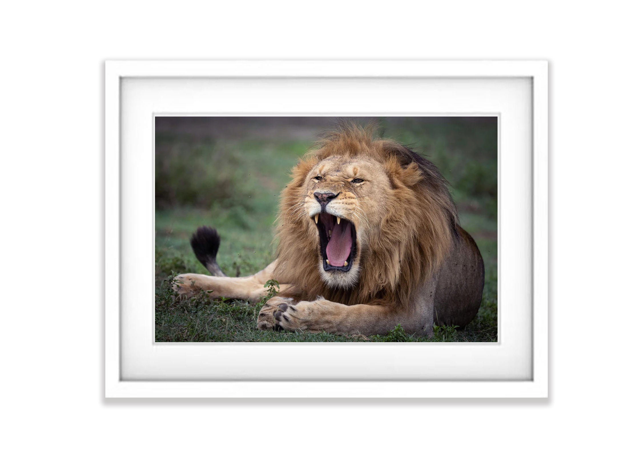 Ragging Lion, Tanzania