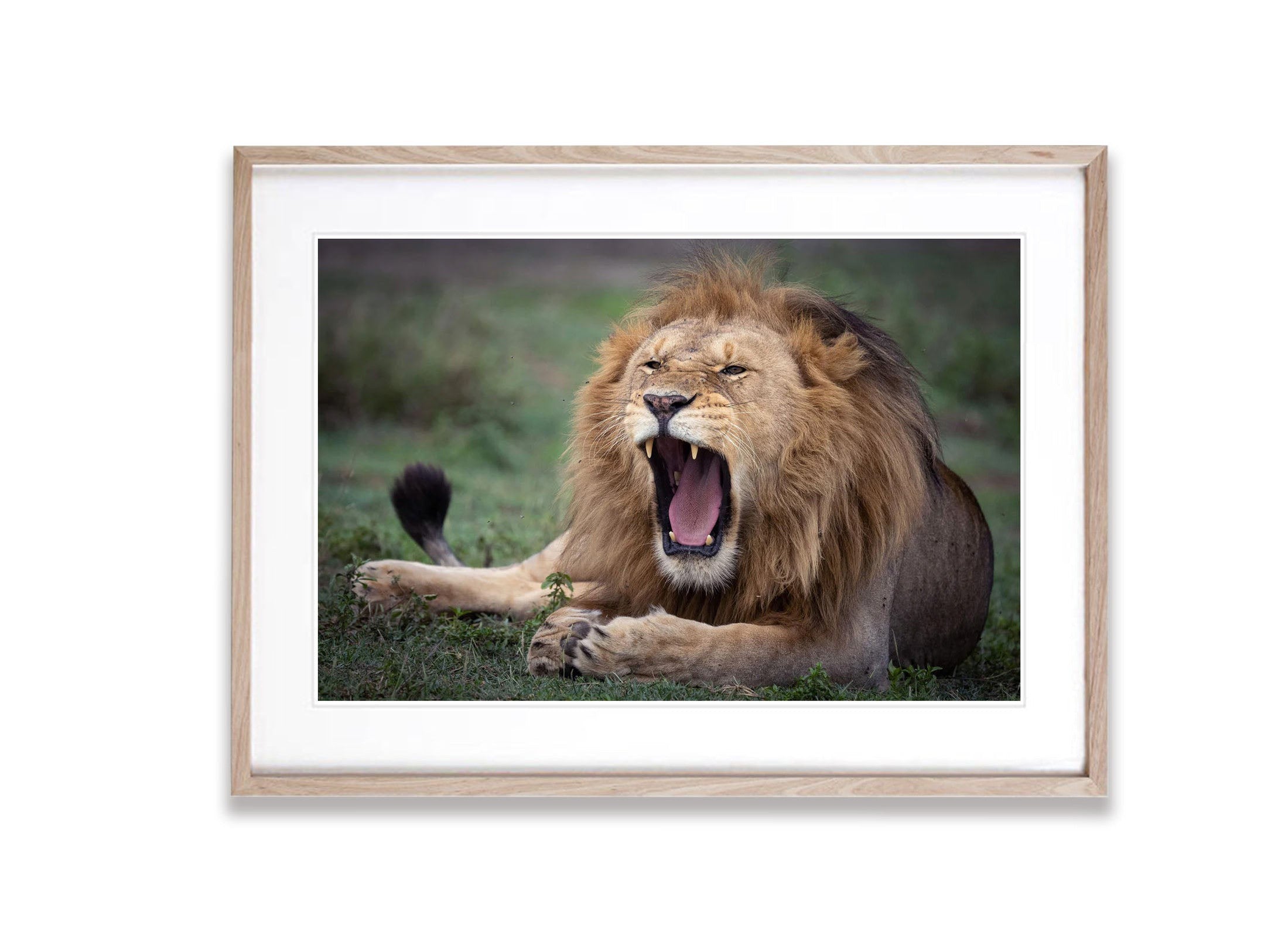 Raging Lion, Tanzania