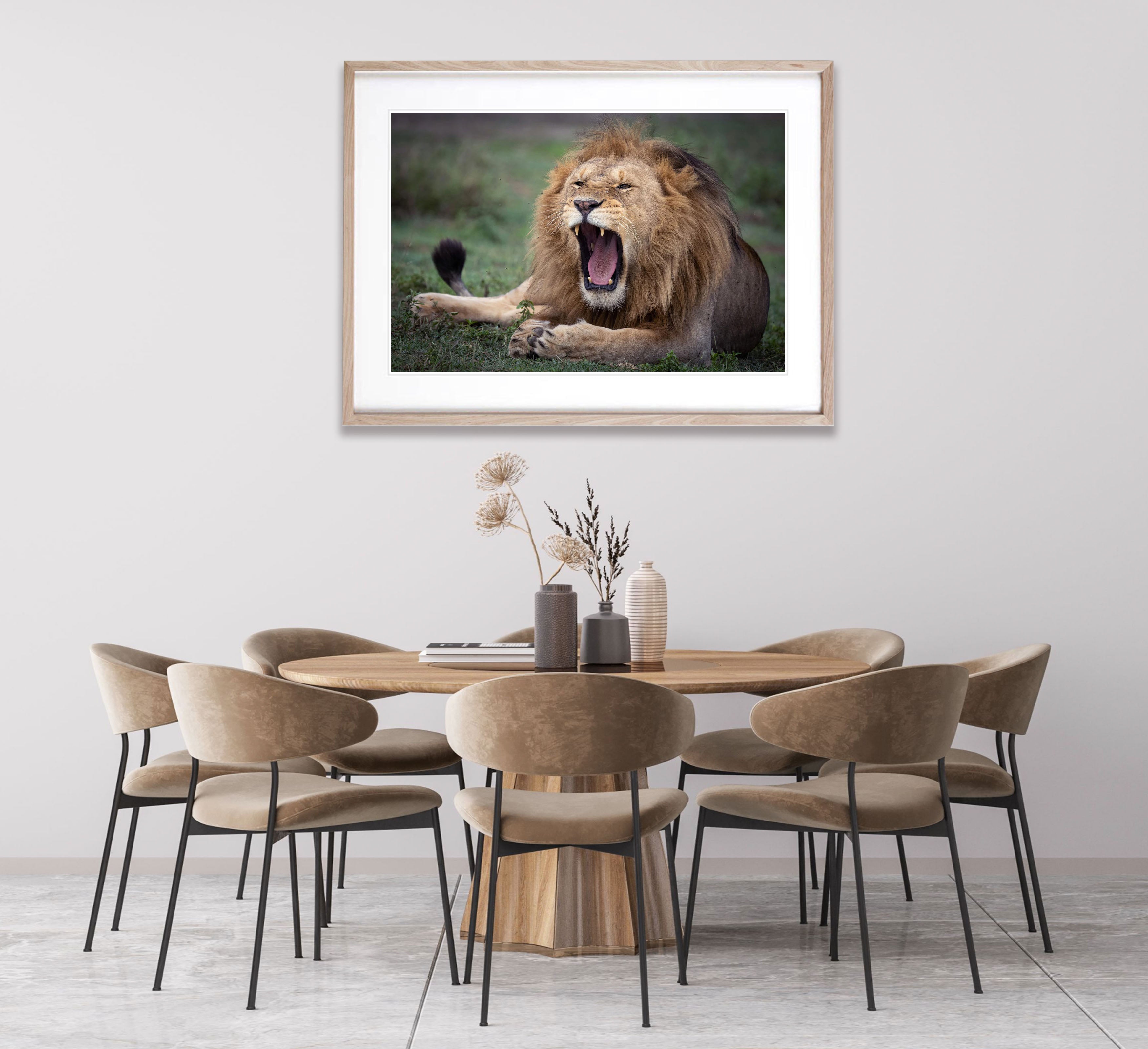 Ragging Lion, Tanzania