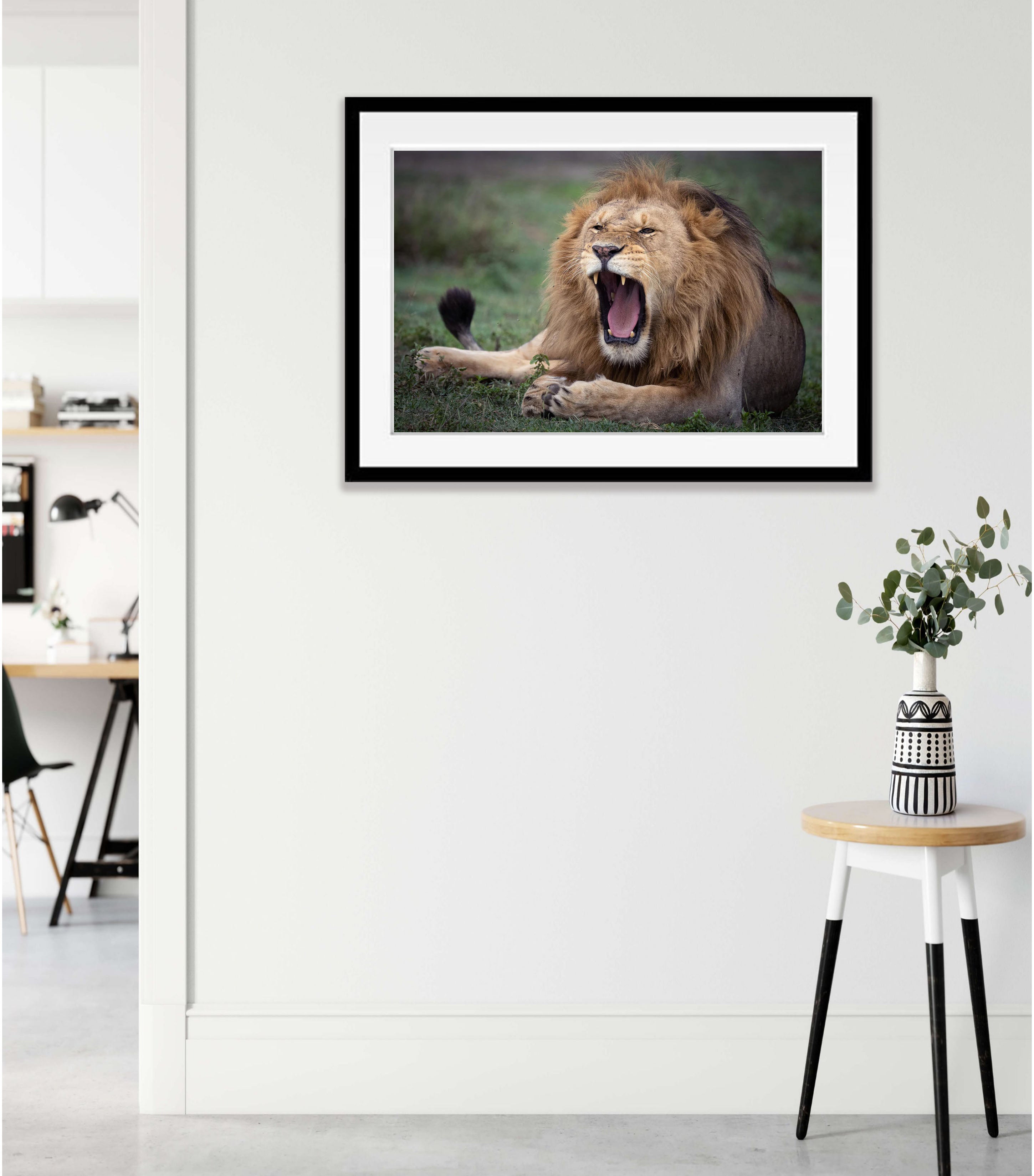 Ragging Lion, Tanzania
