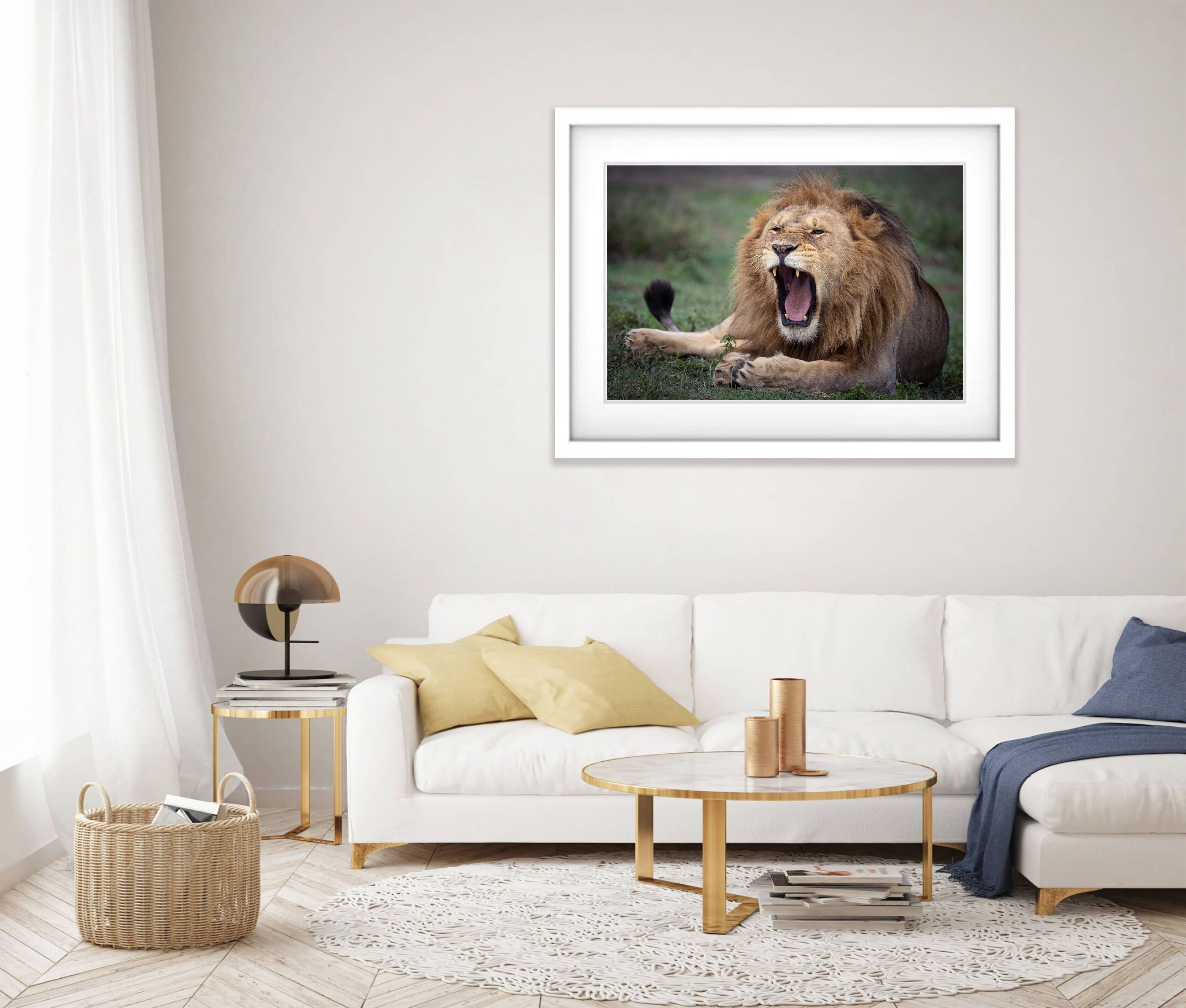 Ragging Lion, Tanzania