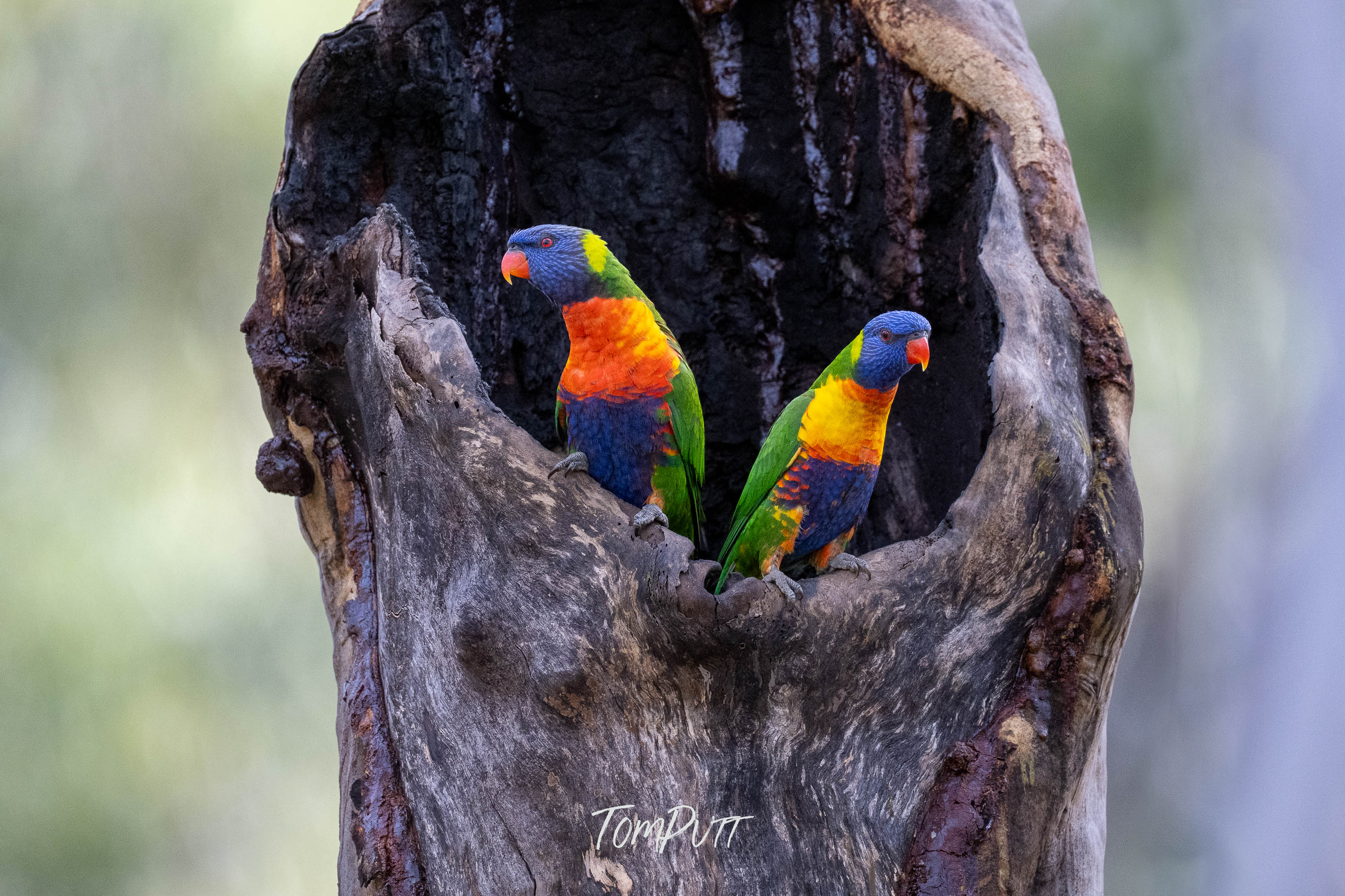 Rainbow Lorikeet Pair, Carnarvon Gorge
