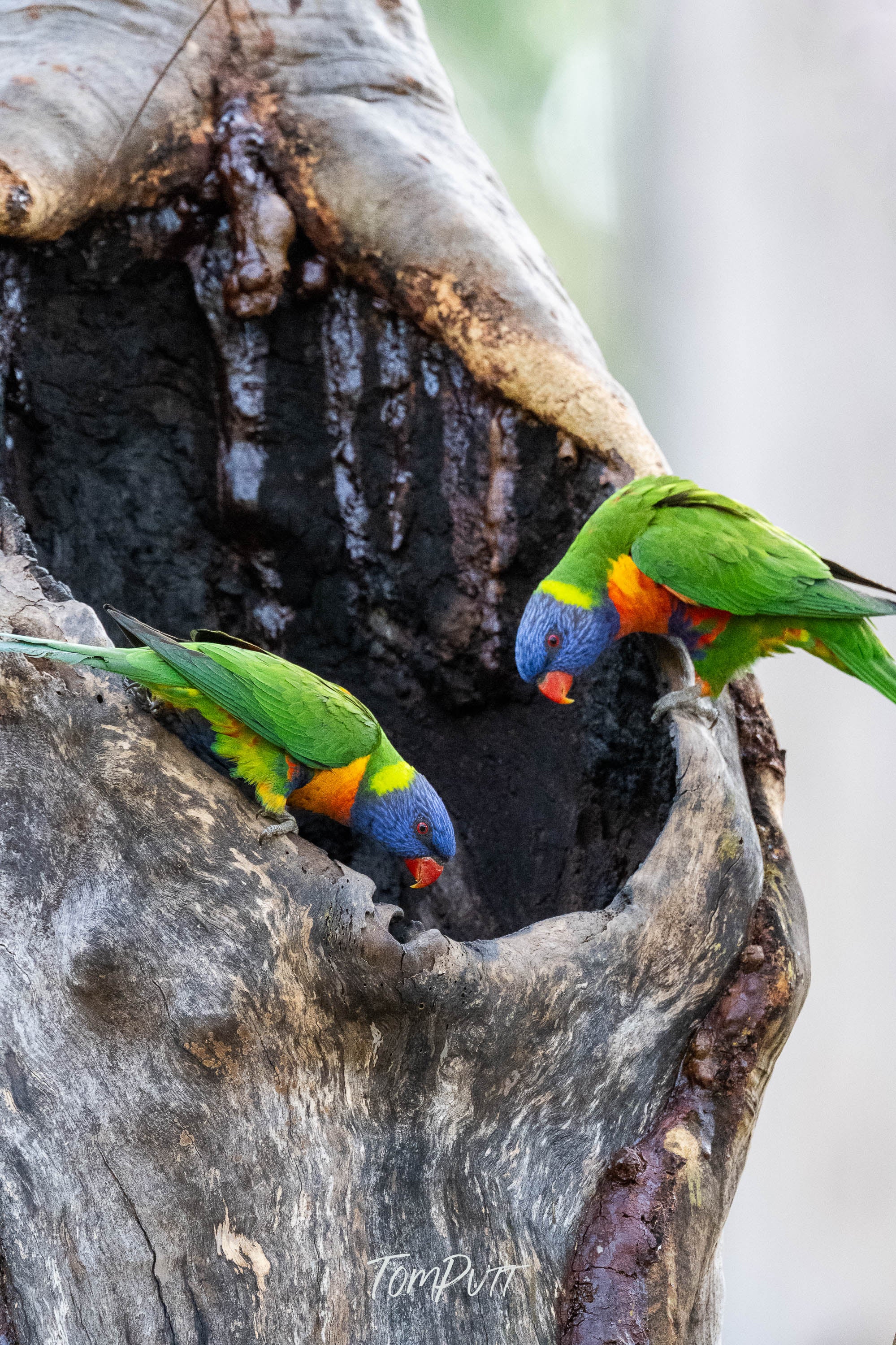 Rainbow Lorikeet Homemakers, Carnarvon Gorge
