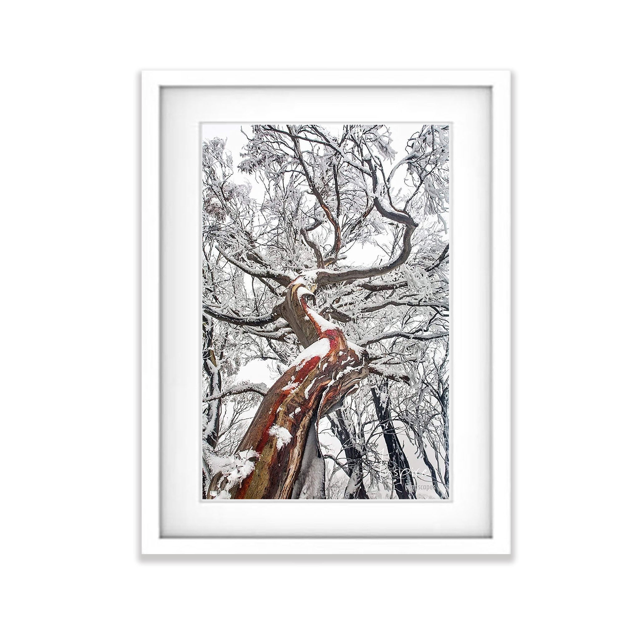 Reaching Up (Snow Gum), Mount Buller VIC