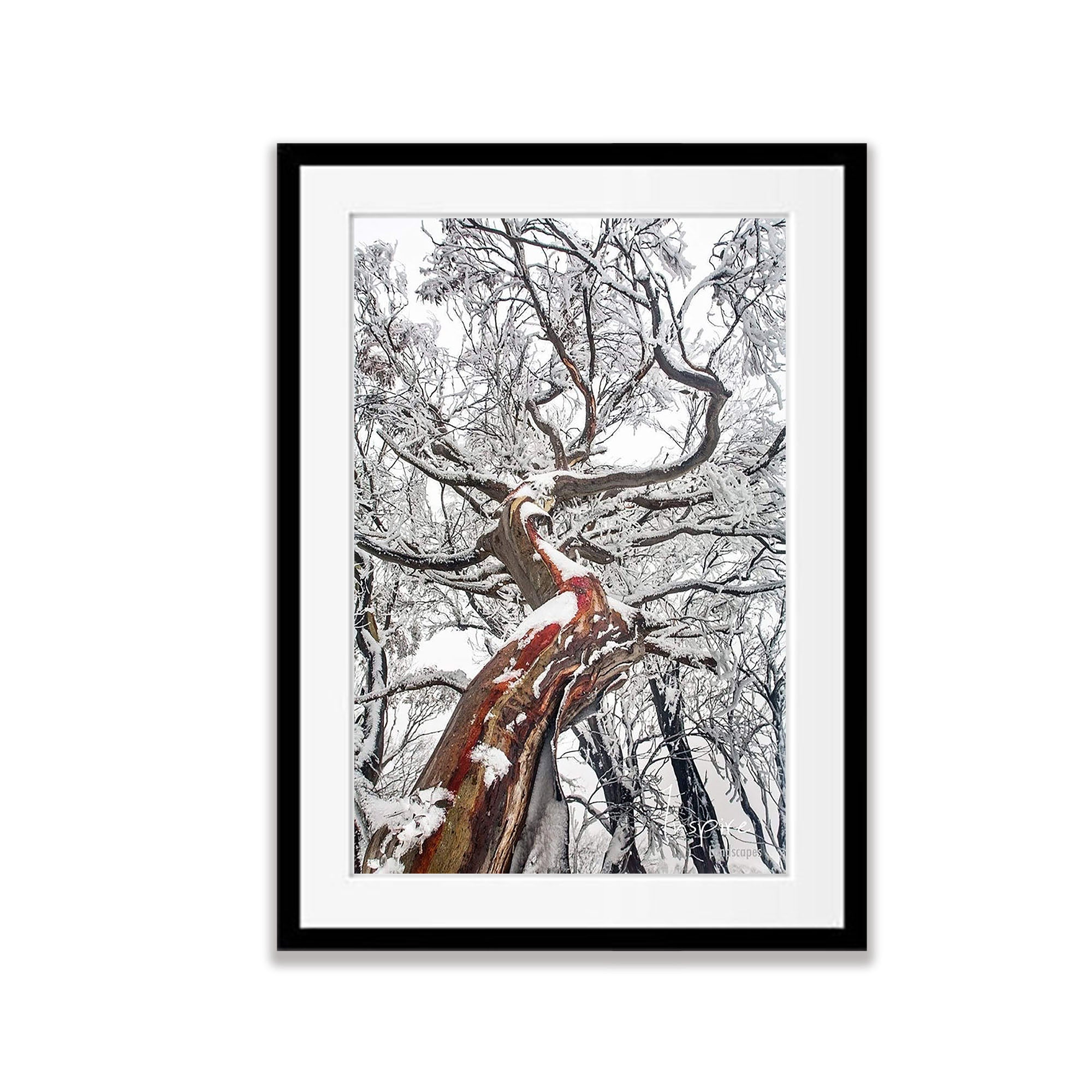 Reaching Up (Snow Gum), Mount Buller VIC