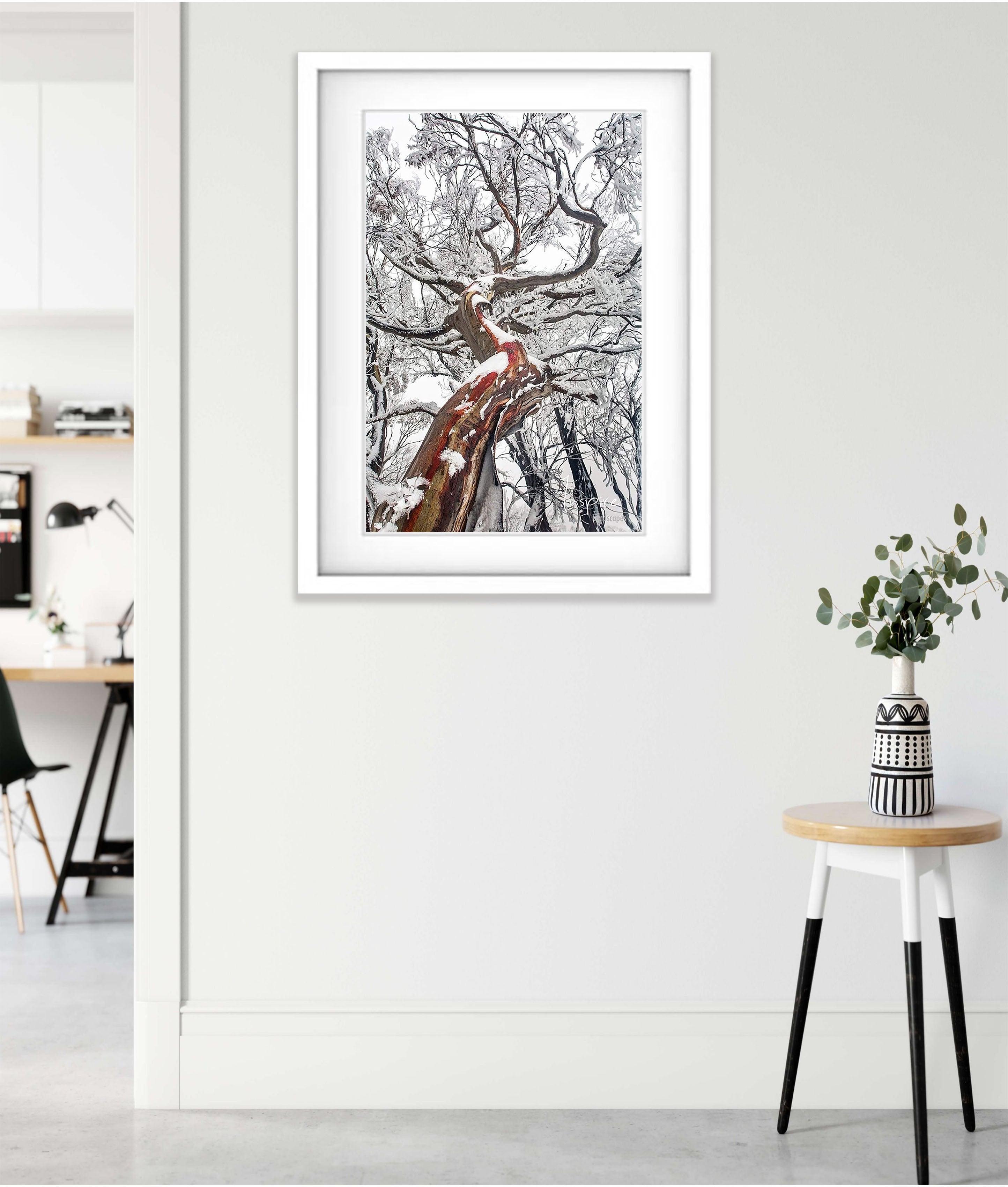 Reaching Up (Snow Gum), Mount Buller VIC