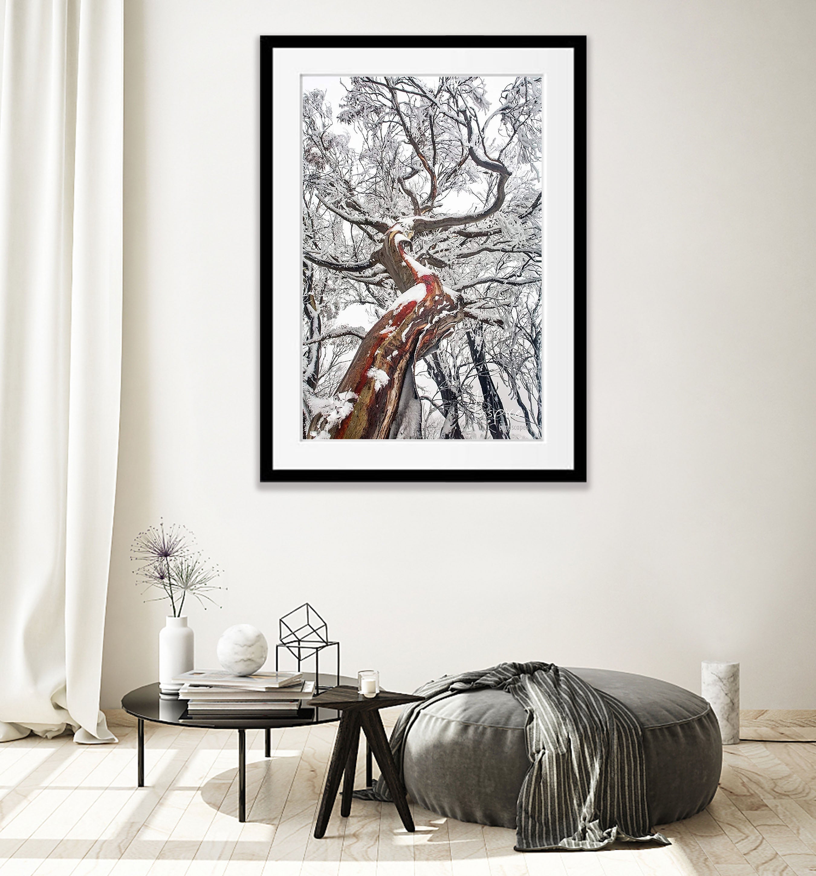 Reaching Up (Snow Gum), Mount Buller VIC