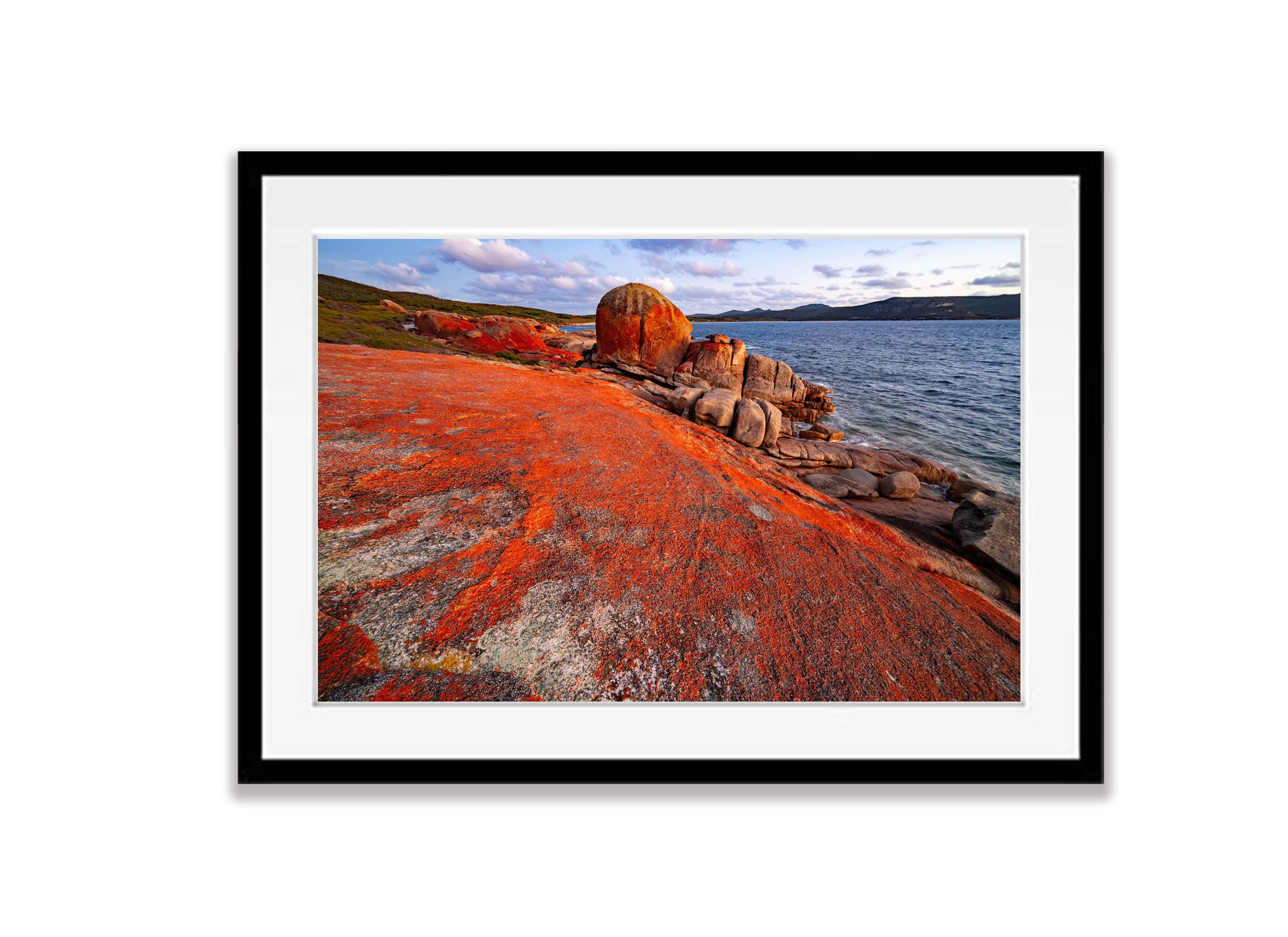 Red Lichen, Killicrankie, Flinders Island, Tasmania