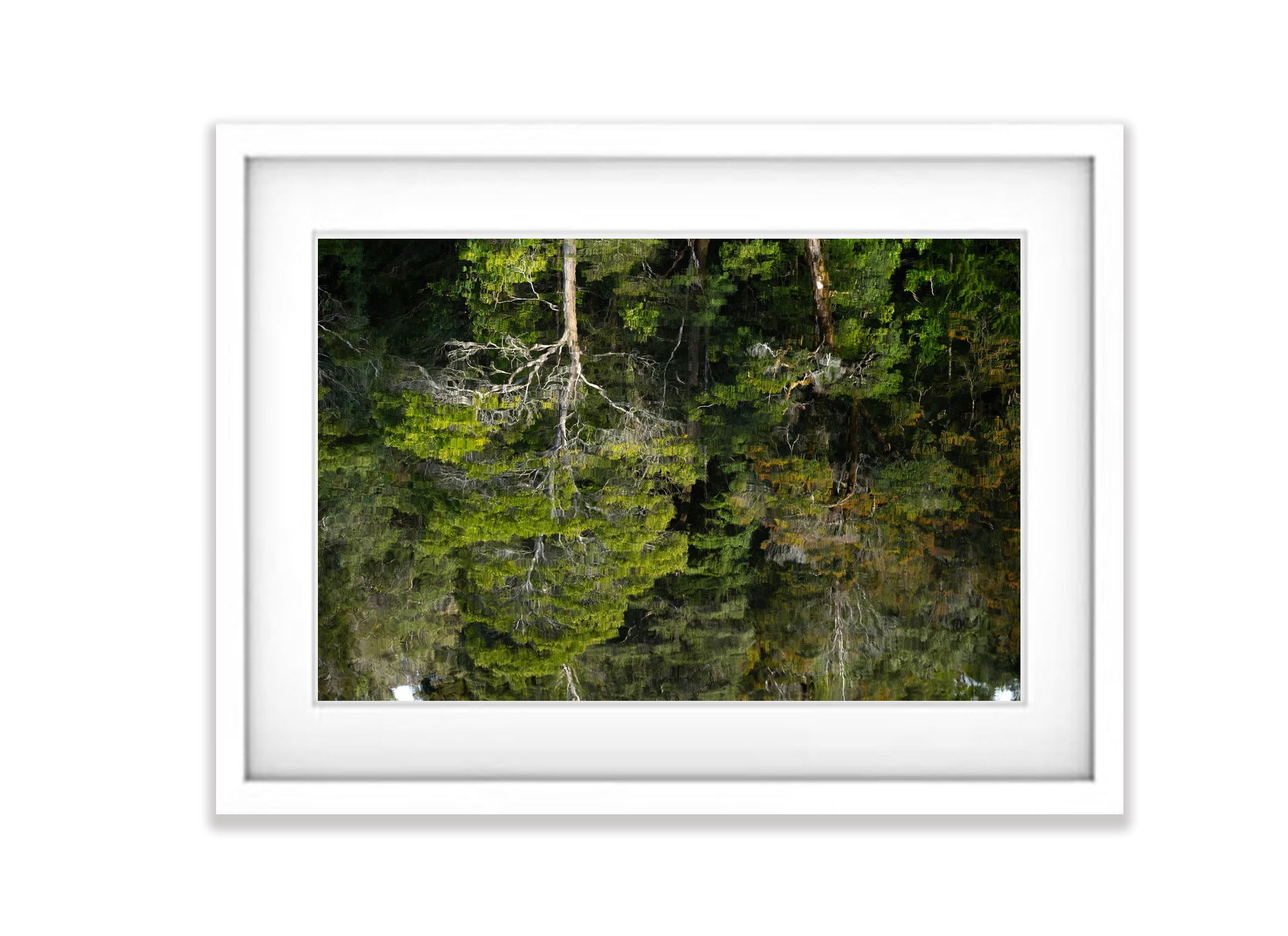 Reflections, Lower Franklin River, Tasmania