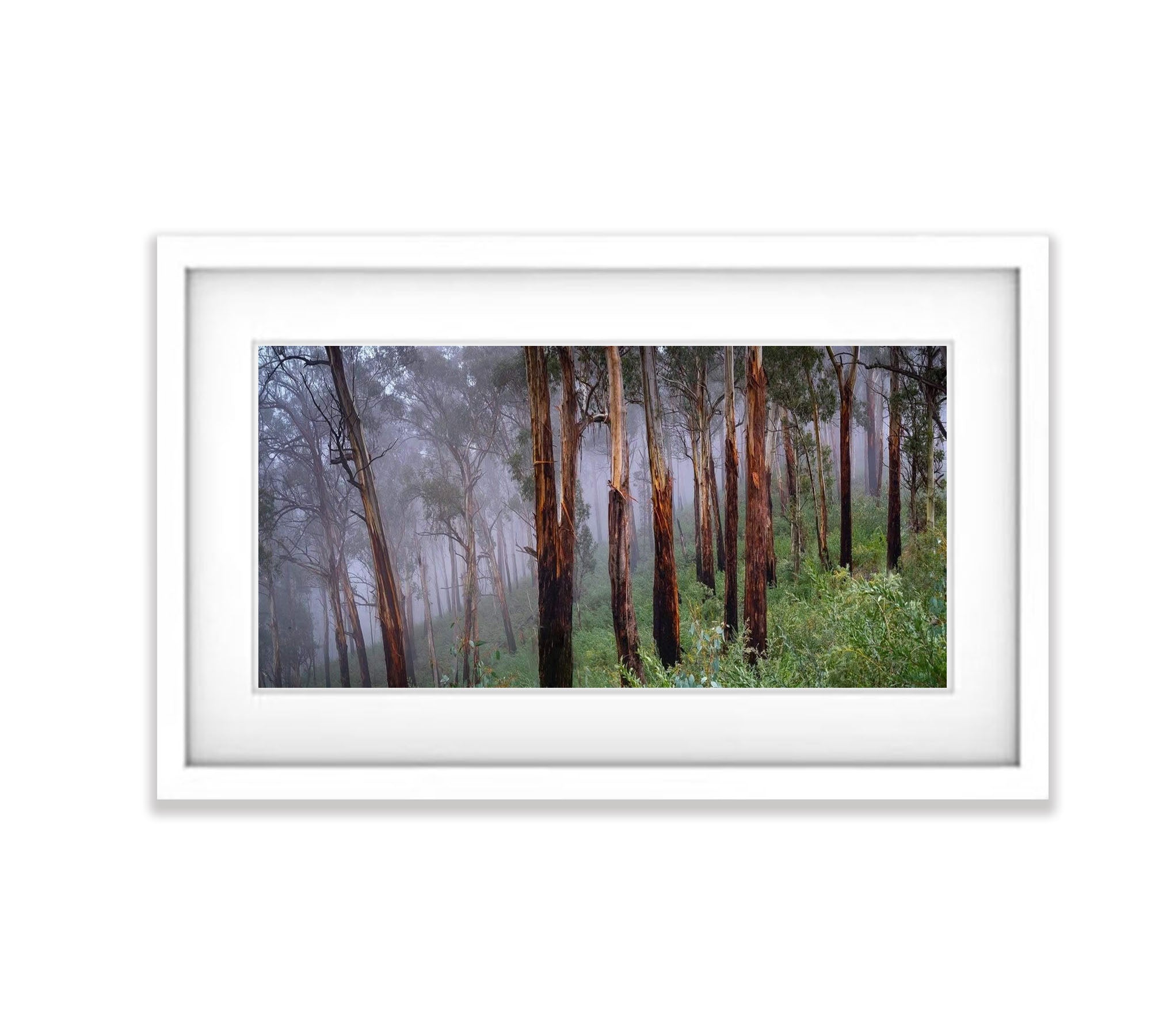 Regrowth - Victorian High Country