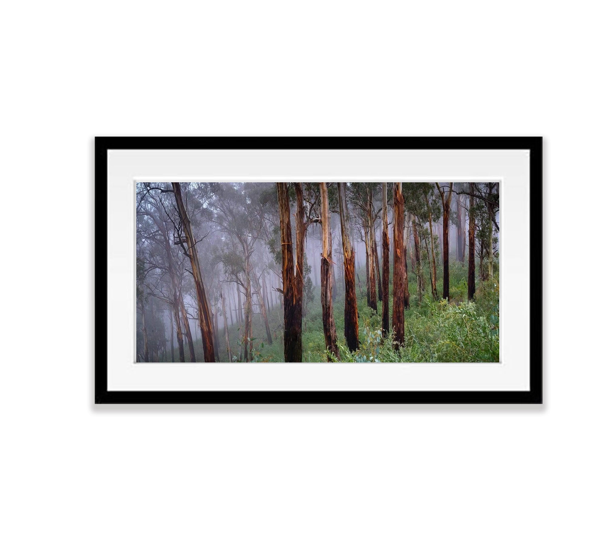 Regrowth - Victorian High Country