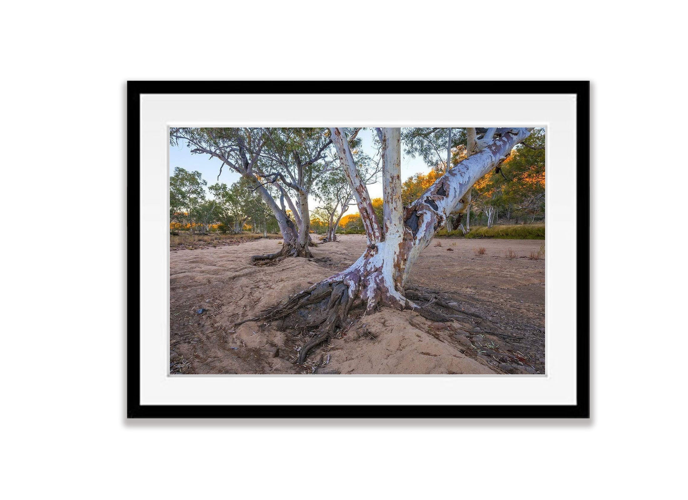 River Red Gums, Ormiston Gorge - West MacDonnell Ranges NT